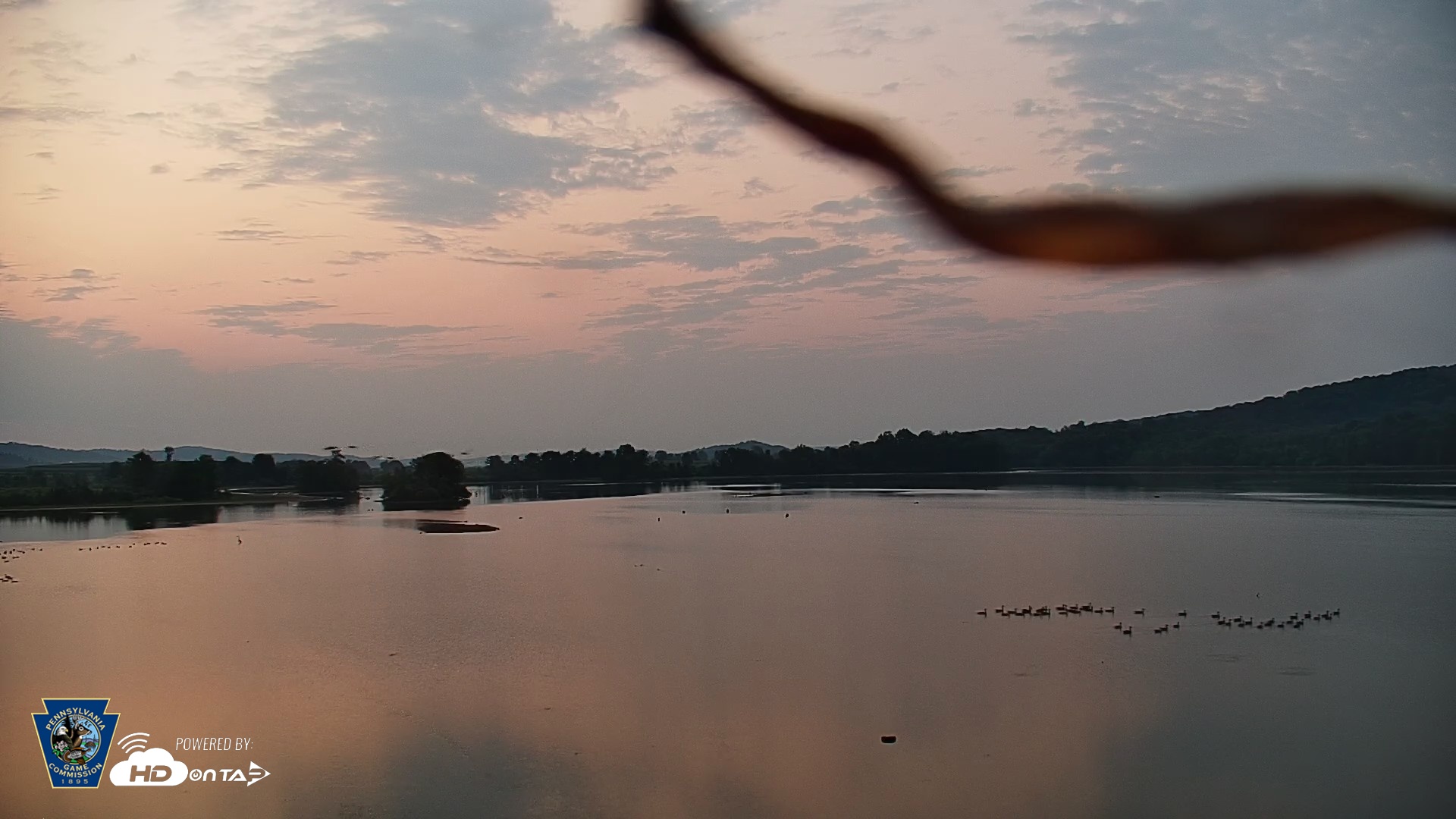 Snapshot of Pennsylvania Snow Geese Live Webcam taken Aug 14, 2026, 6:04am EDT