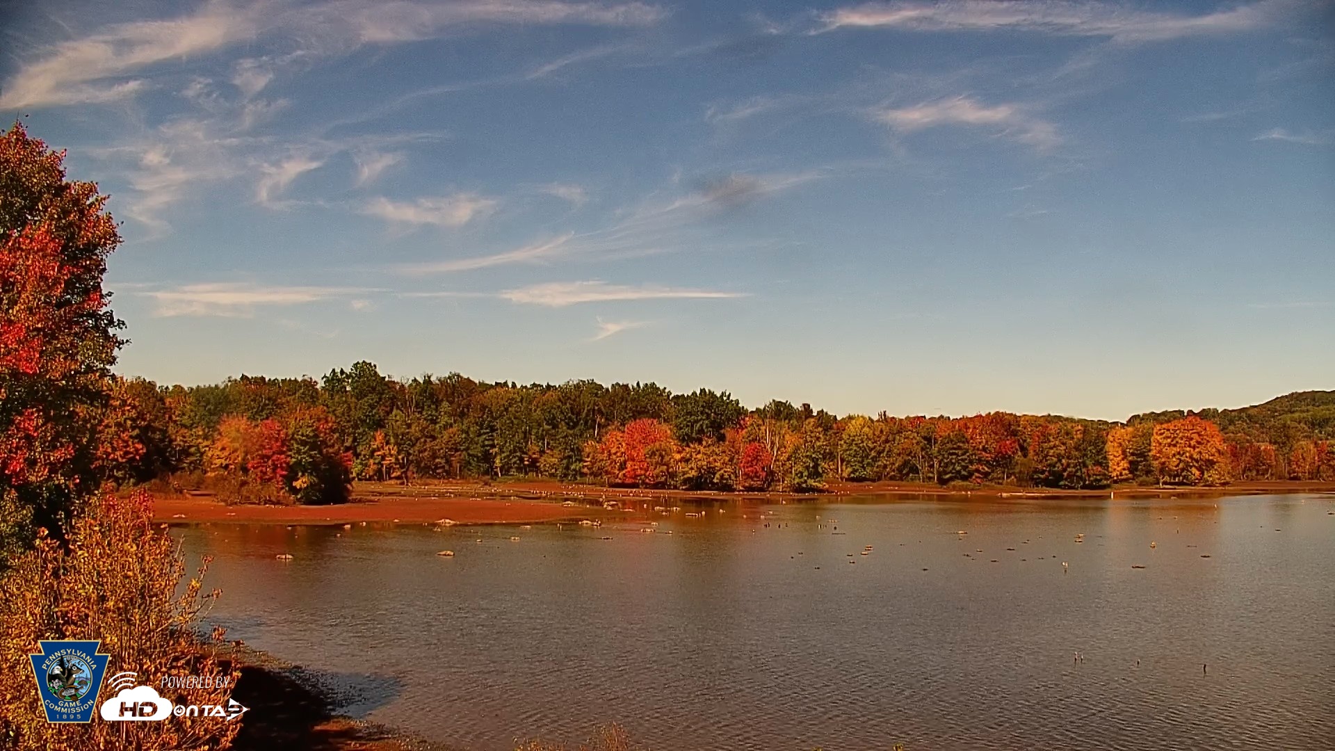 Snapshot of Pennsylvania Snow Geese Live Webcam taken Oct 15, 2026, 1:29pm EDT