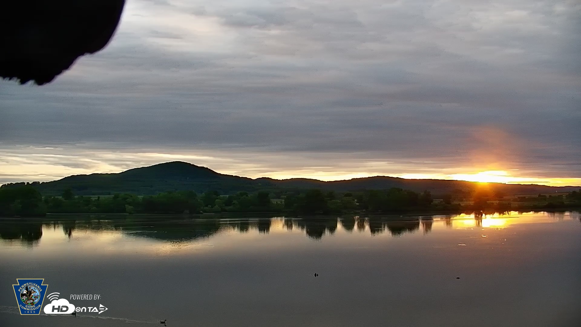 Snapshot of Pennsylvania Snow Geese Live Webcam taken May 22, 2026, 6:01am EDT