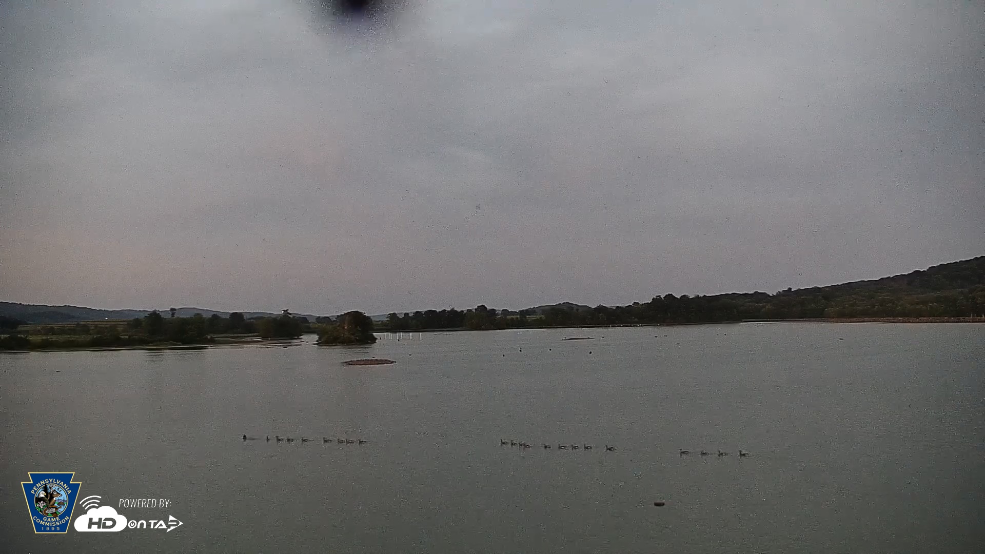 Snapshot of Pennsylvania Snow Geese Live Webcam taken Aug 26, 2026, 8:07pm EDT