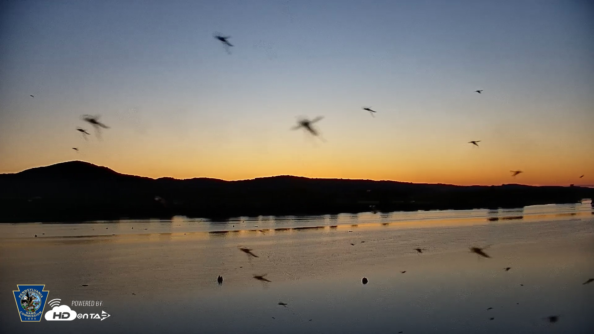 Snapshot of Pennsylvania Snow Geese Live Webcam taken Jun 24, 2026, 5:36am EDT