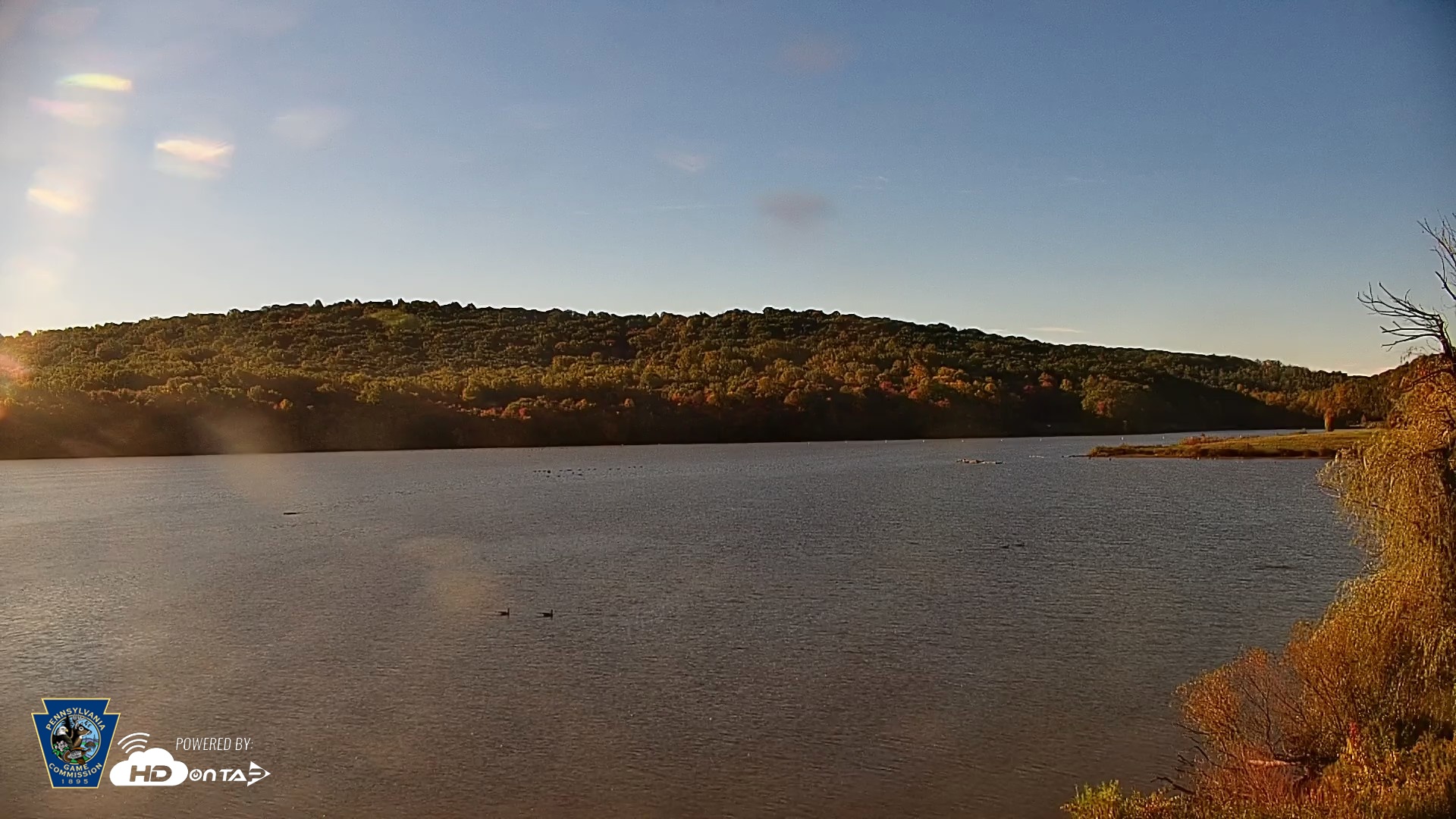 Snapshot of Pennsylvania Snow Geese Live Webcam taken Oct 15, 2026, 8:52am EDT