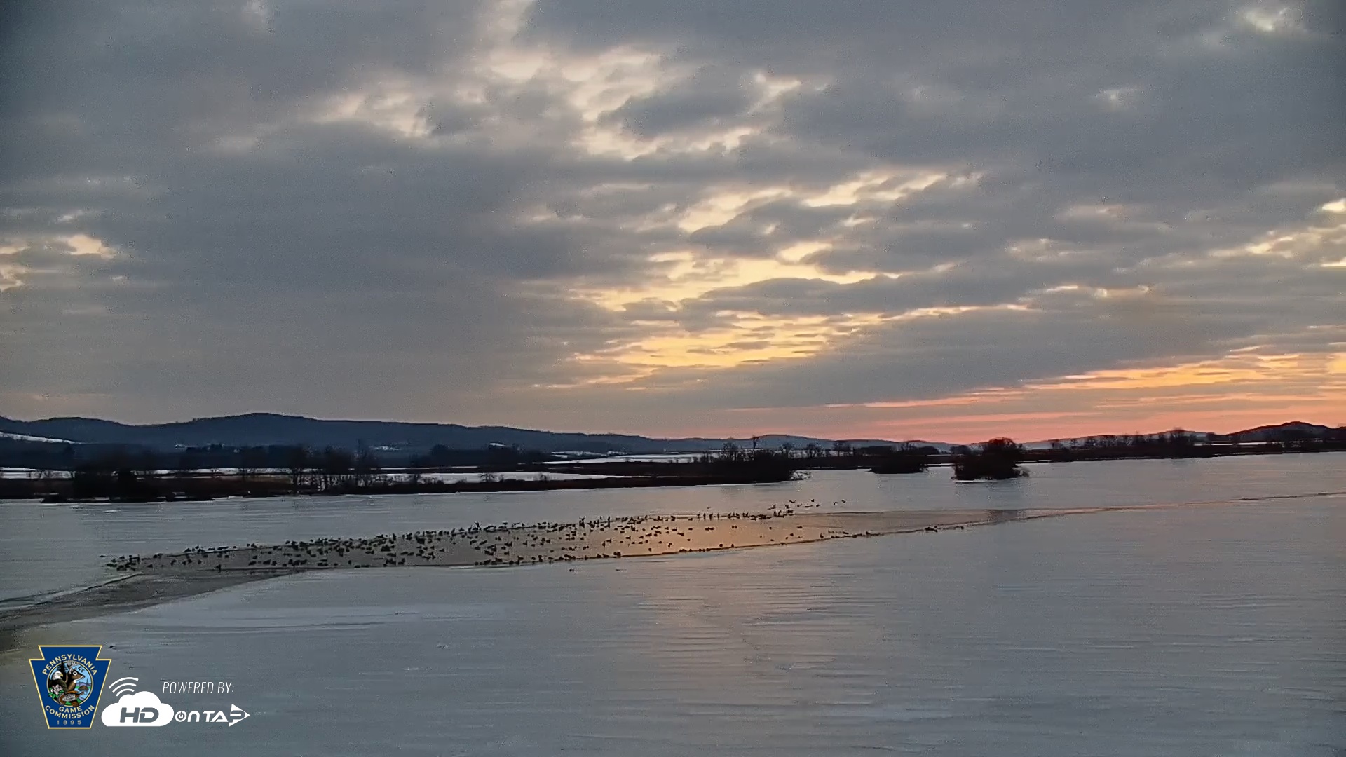 Snapshot of Pennsylvania Snow Geese Live Webcam taken Feb 11, 2026, 7:09am EST