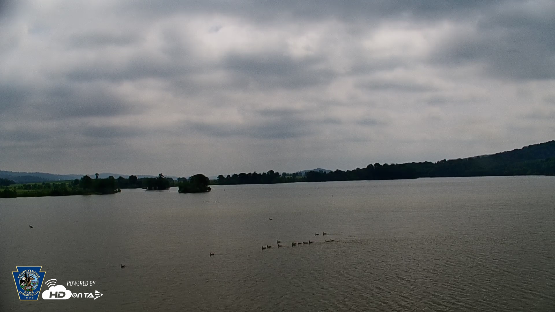 Snapshot of Pennsylvania Snow Geese Live Webcam taken Jun 10, 2026, 11:23am EDT
