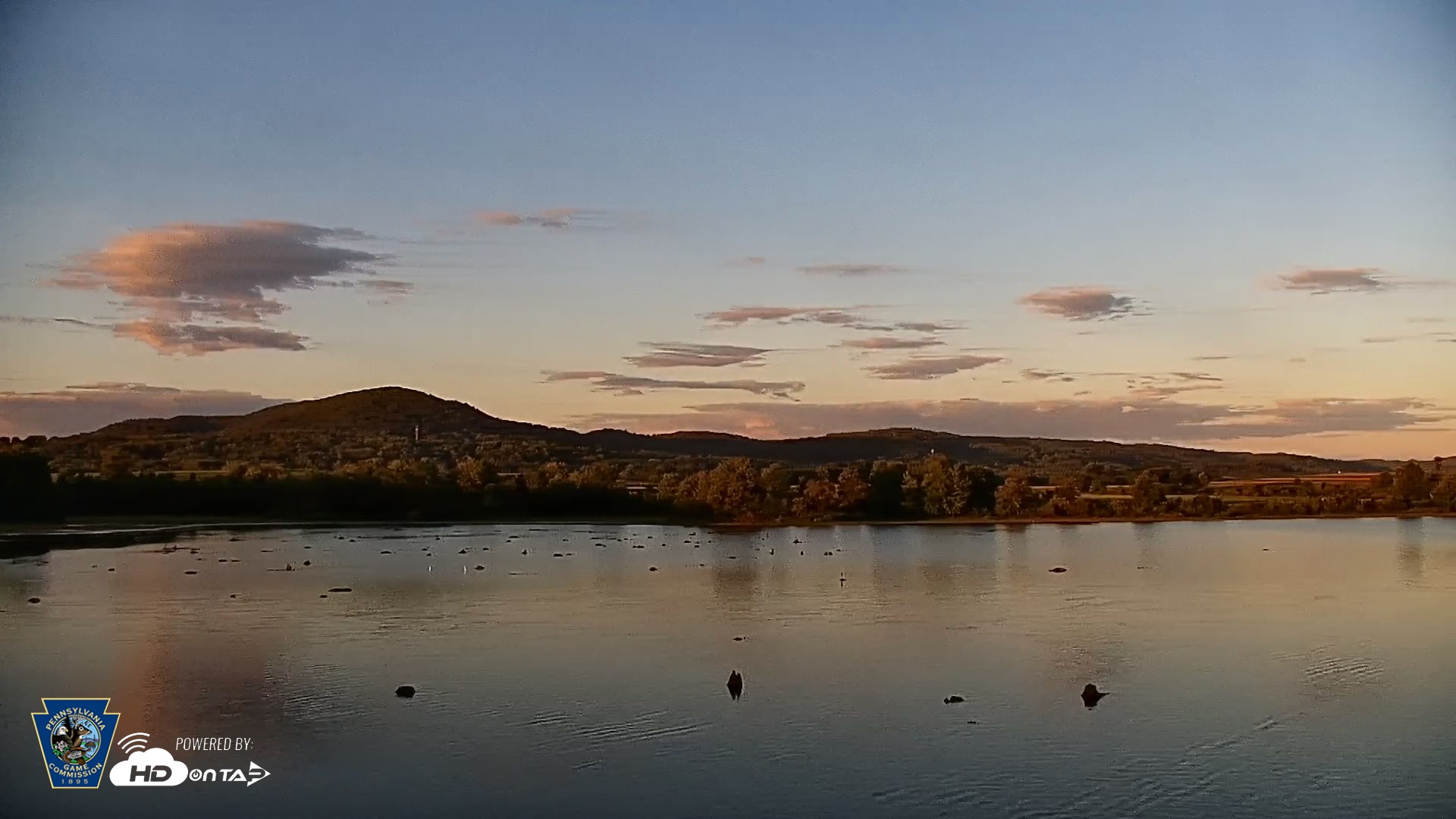 Snapshot of Pennsylvania Snow Geese Live Webcam taken Aug 25, 2026, 7:25pm EDT