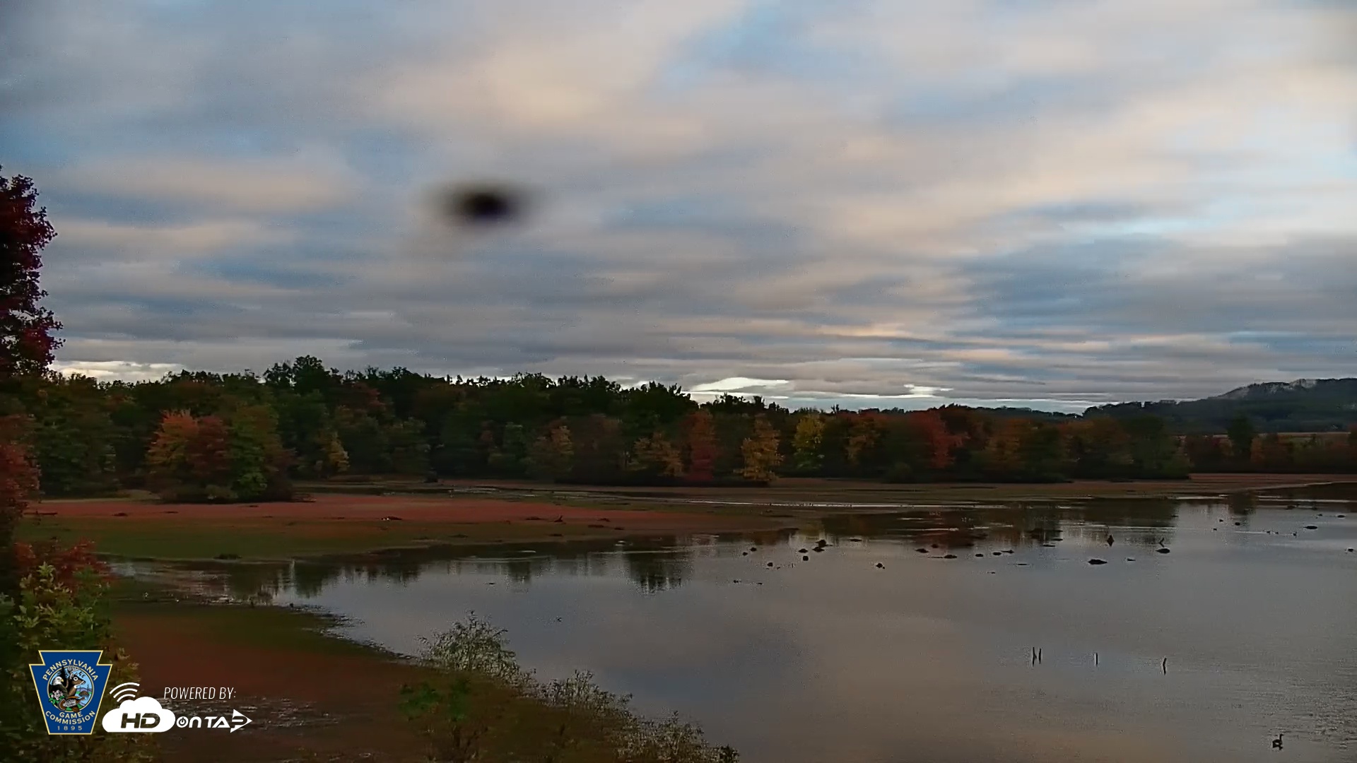 Snapshot of Pennsylvania Snow Geese Live Webcam taken Oct 14, 2025, 7:48am EDT