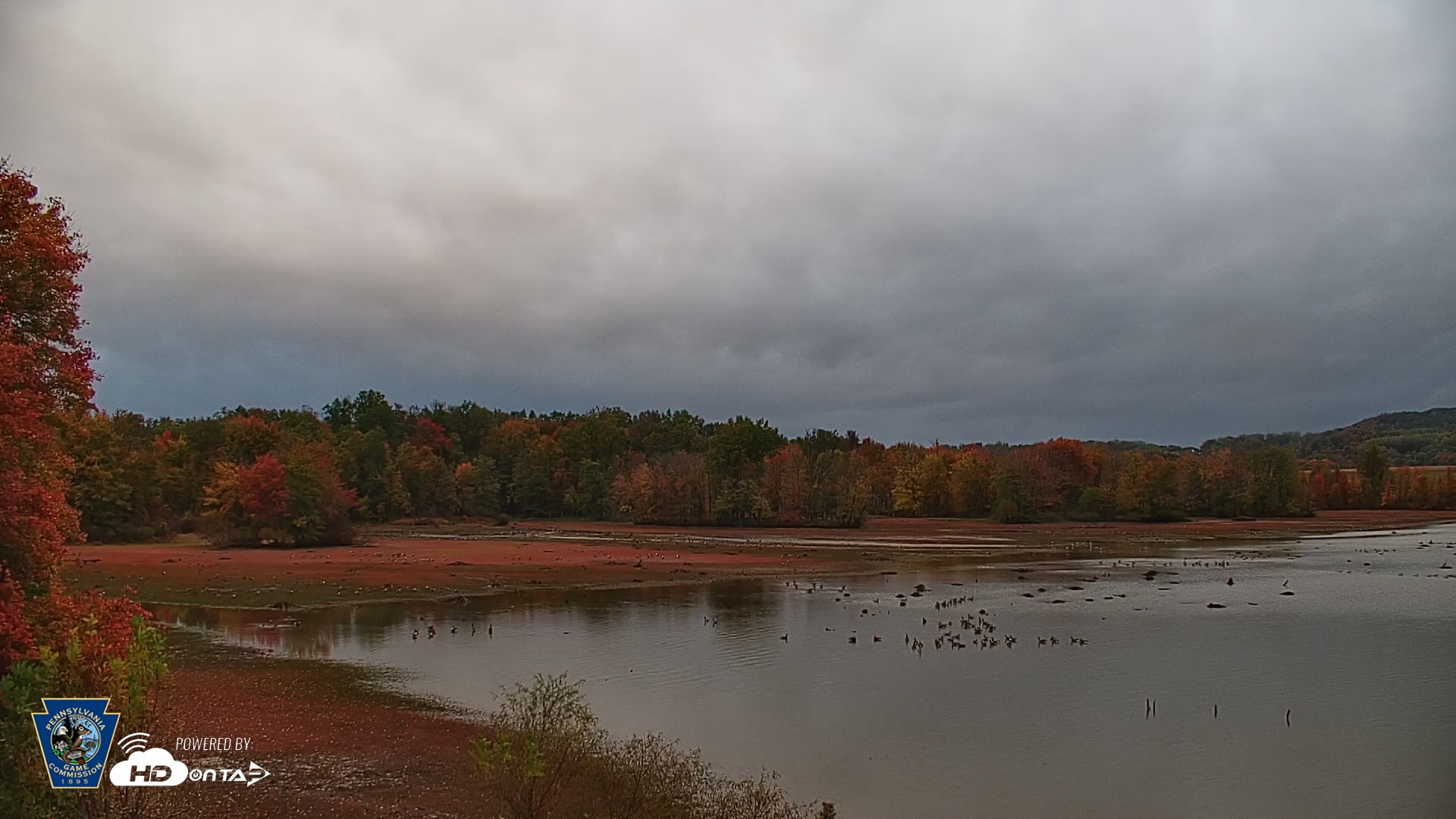 Snapshot of Pennsylvania Snow Geese Live Webcam taken Oct 20, 2025, 7:41am EDT
