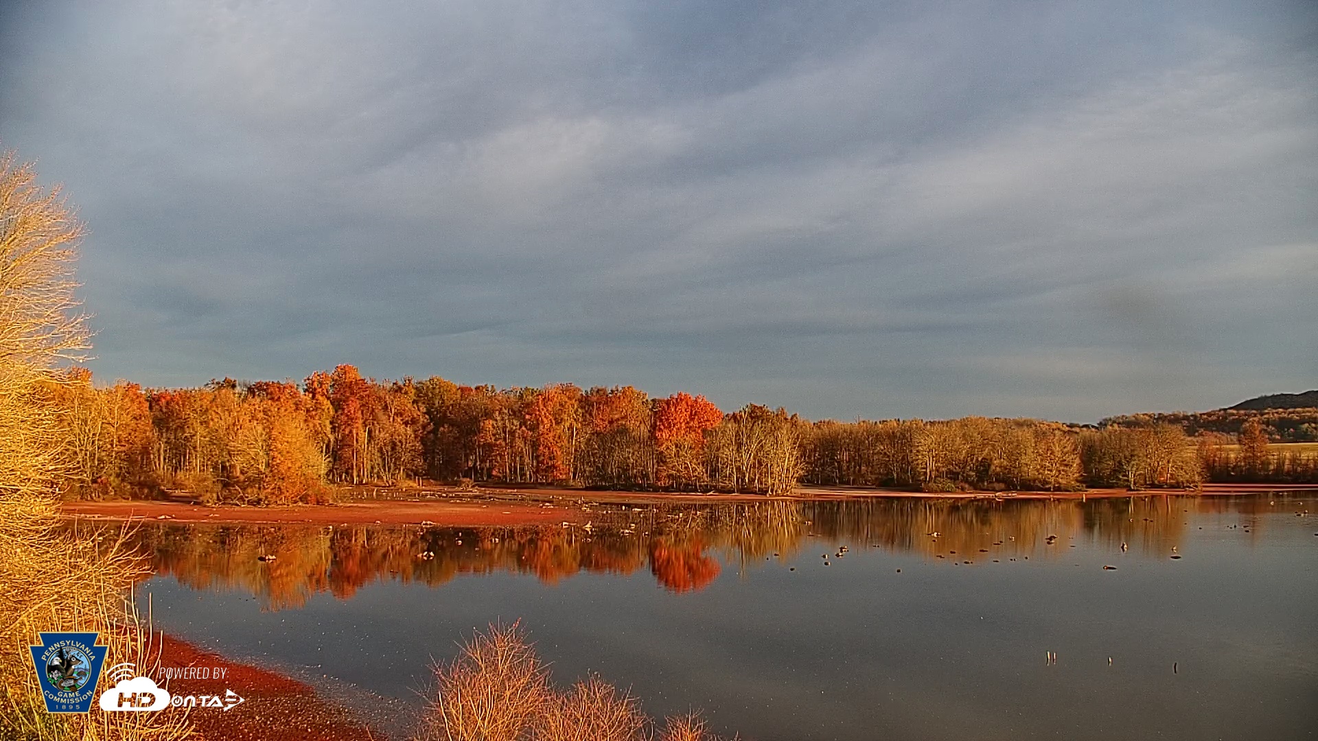 Snapshot of Pennsylvania Snow Geese Live Webcam taken Nov 7, 2025, 7:19am EST