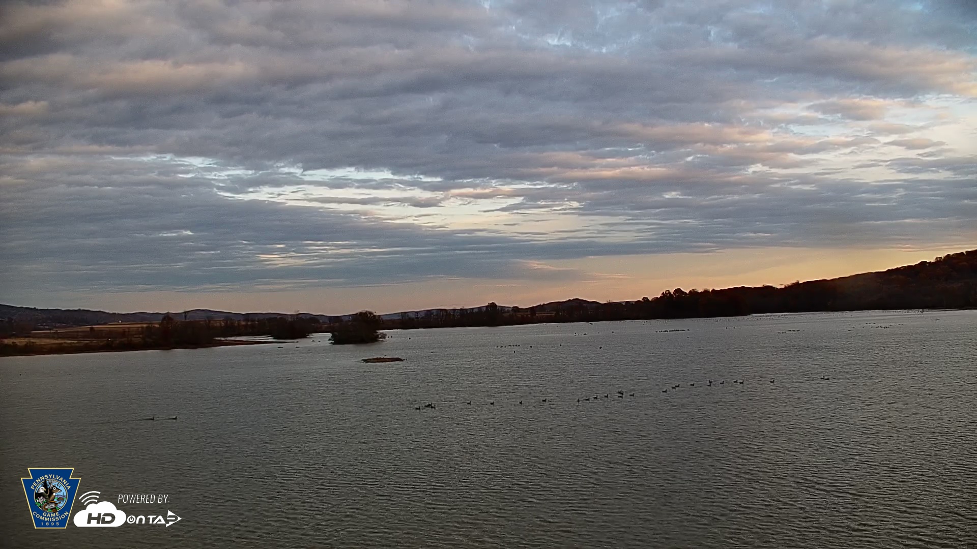 Snapshot of Pennsylvania Snow Geese Live Webcam taken Nov 5, 2025, 4:33pm EST