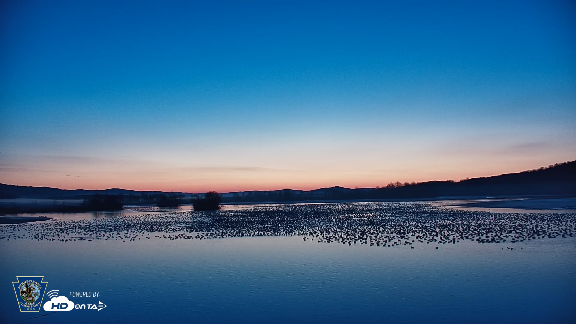 Snapshot of Pennsylvania Snow Geese Live Webcam taken Feb 26, 2025, 6:21am EST