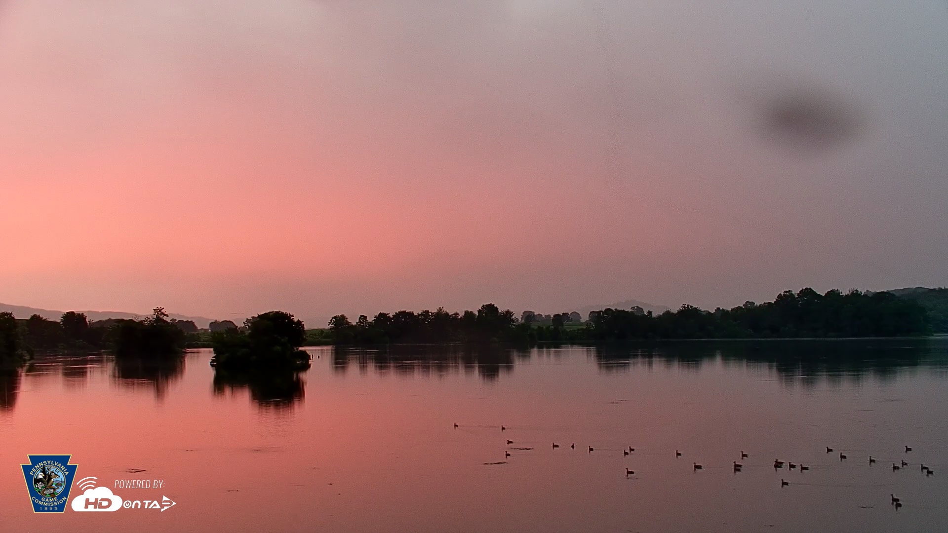 Snapshot of Pennsylvania Snow Geese Live Webcam taken Jul 19, 2025, 5:53am EDT