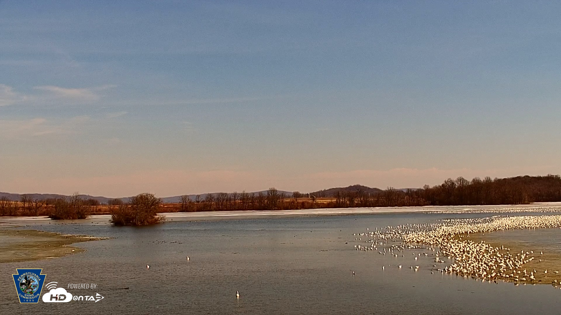 Snapshot of Pennsylvania Snow Geese Live Webcam taken Feb 24, 2025, 1:10pm EST