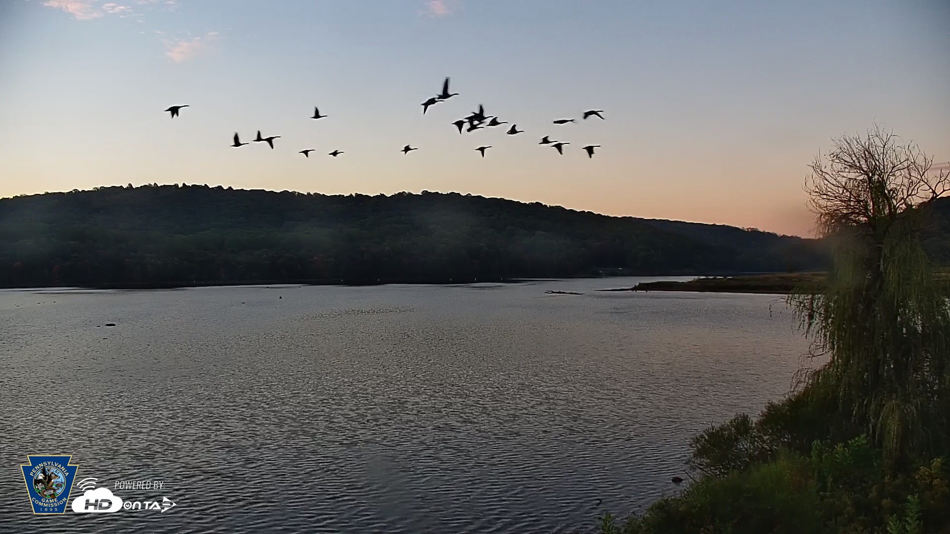 Snapshot of Pennsylvania Snow Geese Live Webcam taken Oct 7, 2025, 7:08am EDT