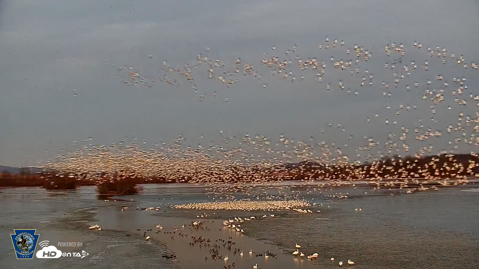 Snapshot of Pennsylvania Snow Geese Live Webcam taken Feb 22, 2025, 6:03pm EST