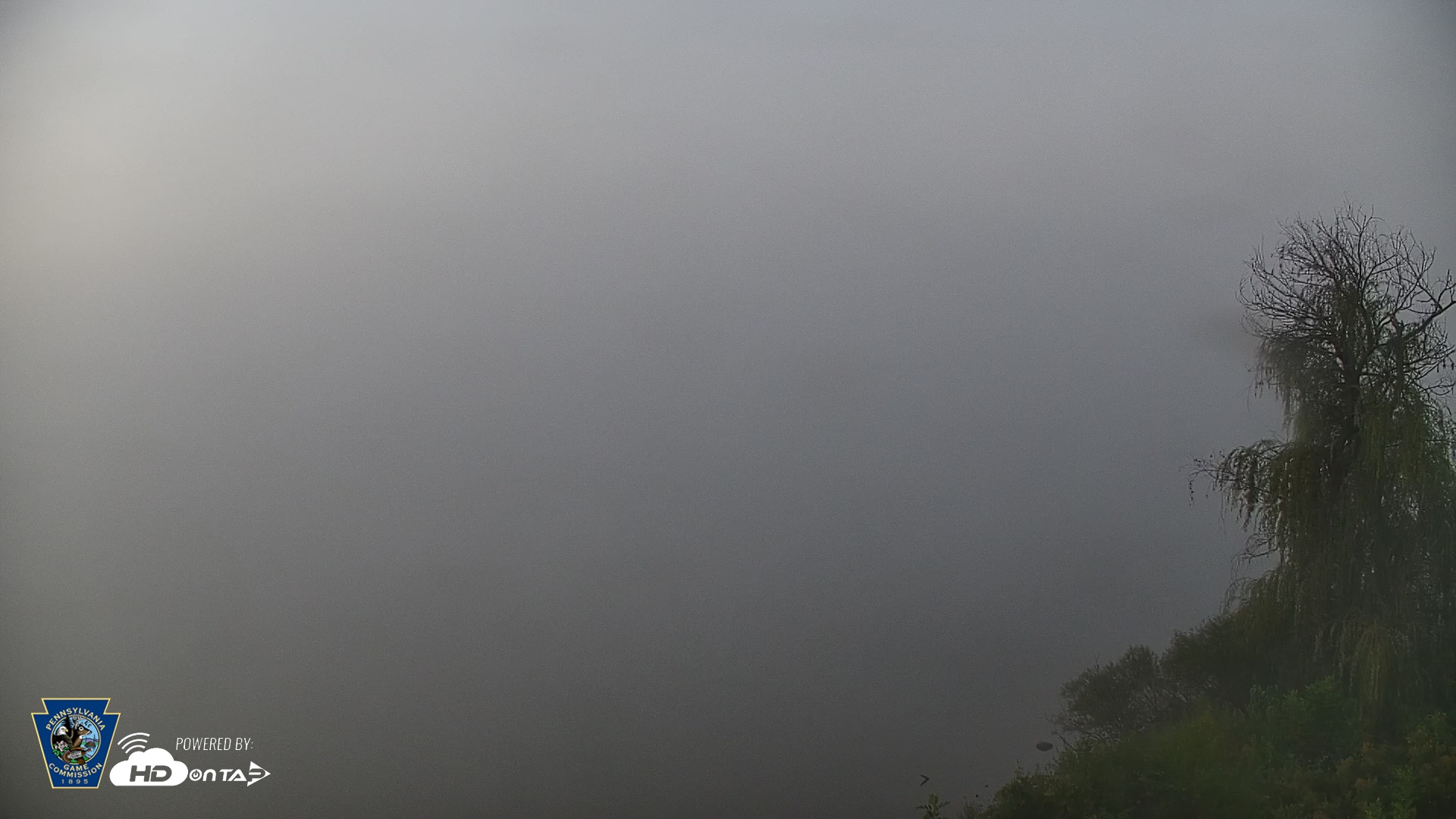 Snapshot of Pennsylvania Snow Geese Live Webcam taken Oct 4, 2025, 7:03am EDT