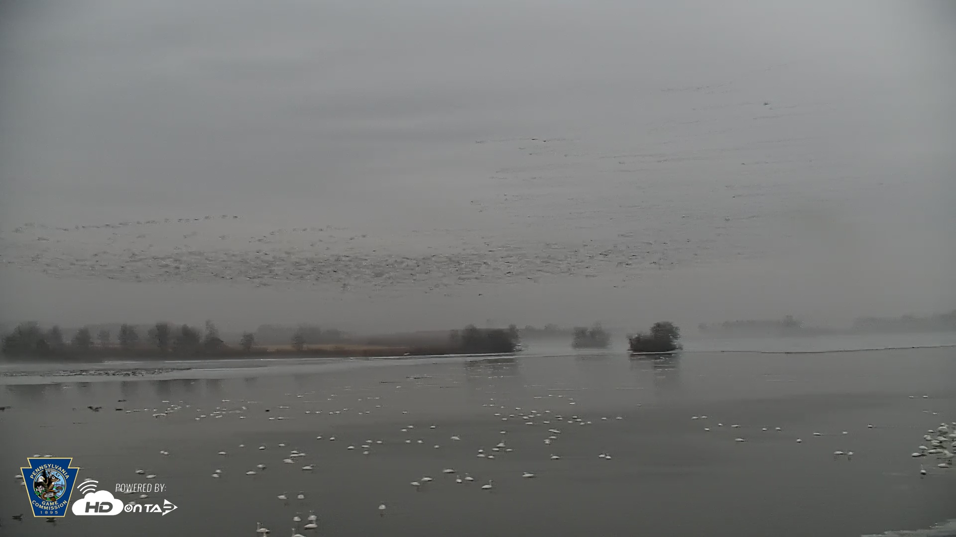 Snapshot of Pennsylvania Snow Geese Live Webcam taken Mar 4, 2026, 6:43am EST