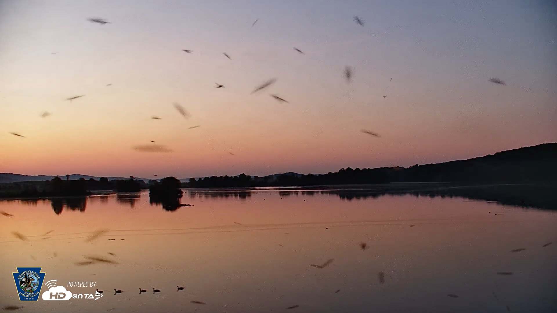 Snapshot of Pennsylvania Snow Geese Live Webcam taken Jul 14, 2026, 5:36am EDT