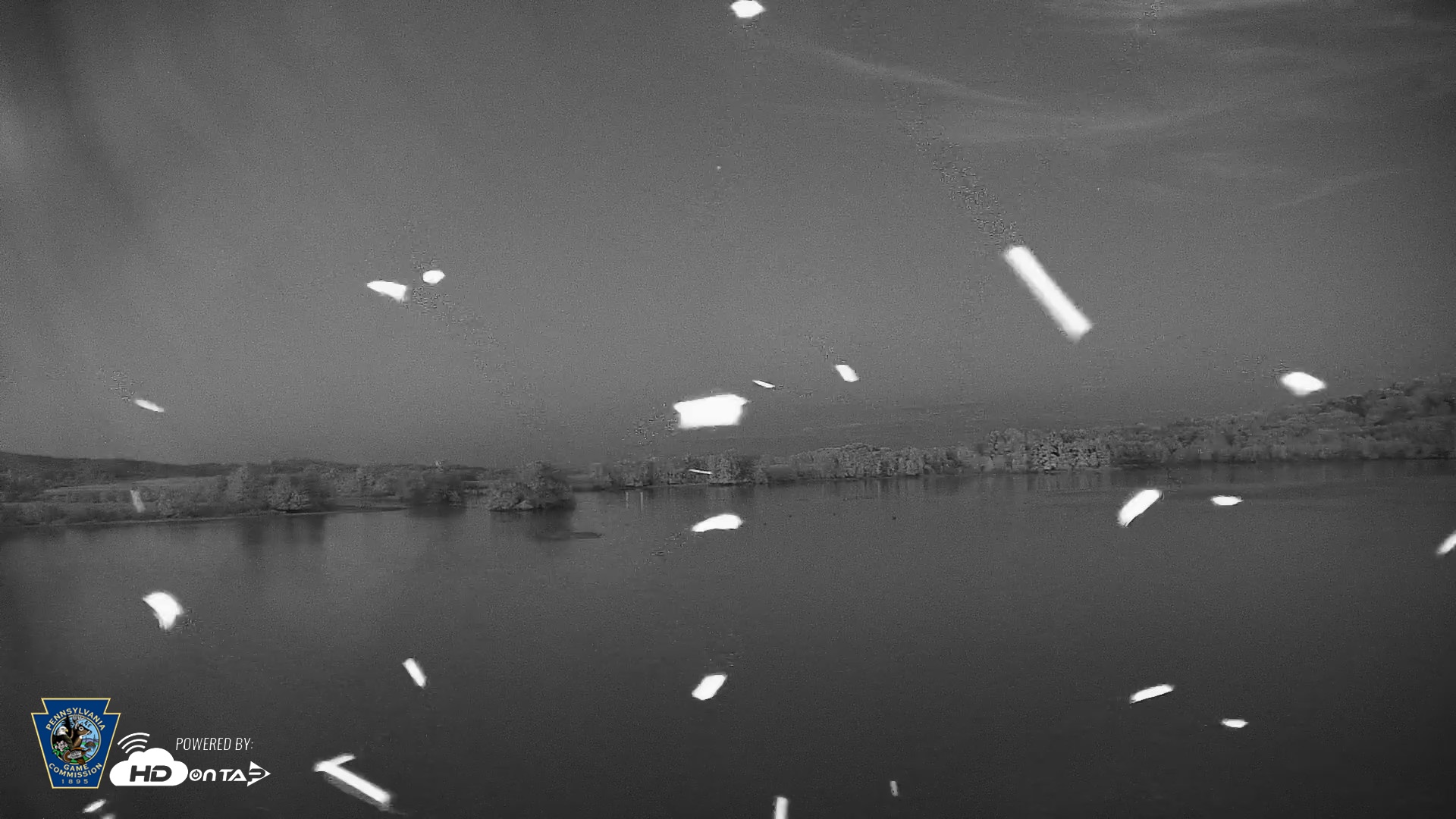 Snapshot of Pennsylvania Snow Geese Live Webcam taken Sep 11, 2026, 7:57pm EDT