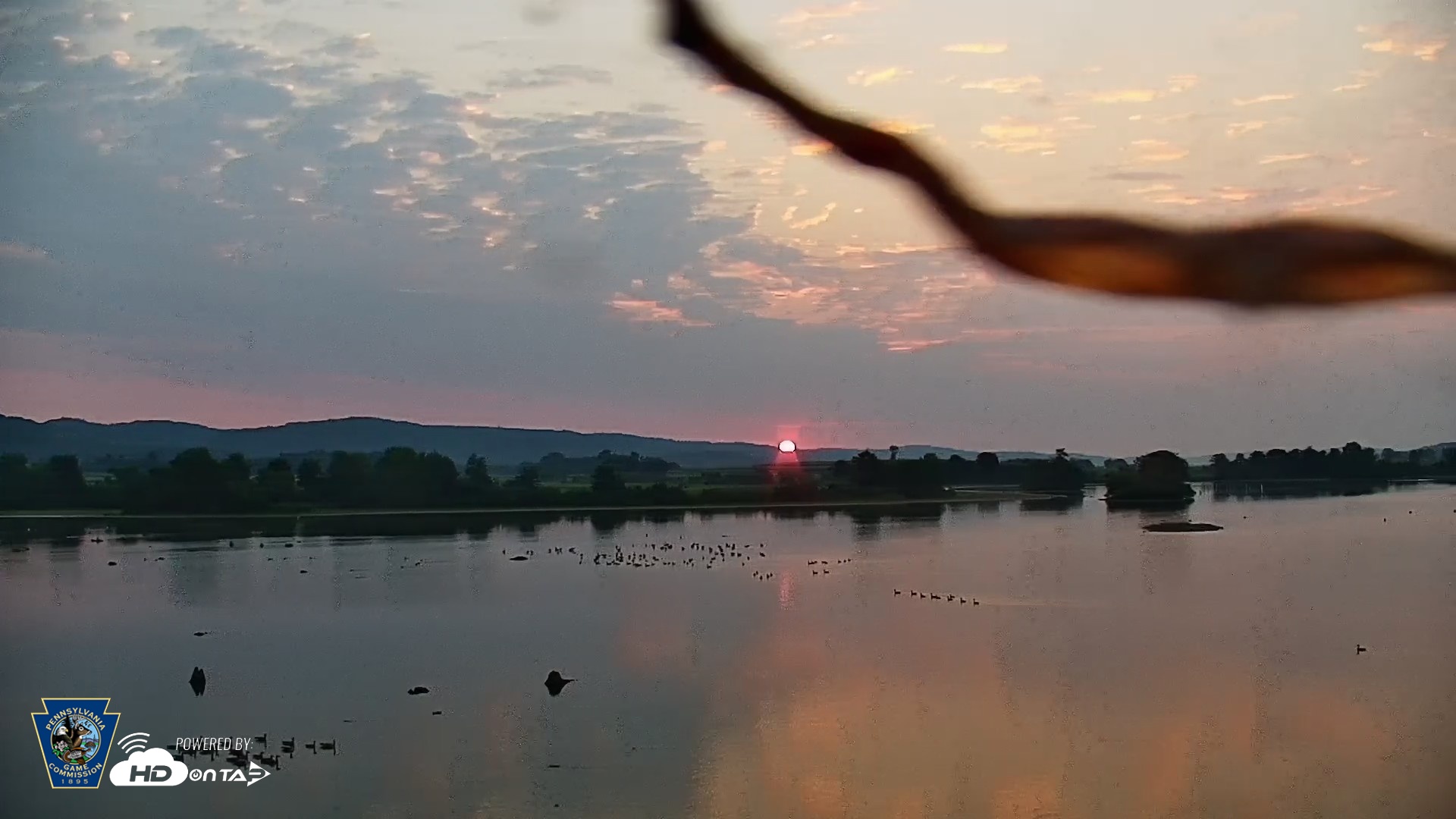 Snapshot of Pennsylvania Snow Geese Live Webcam taken Aug 14, 2026, 6:23am EDT