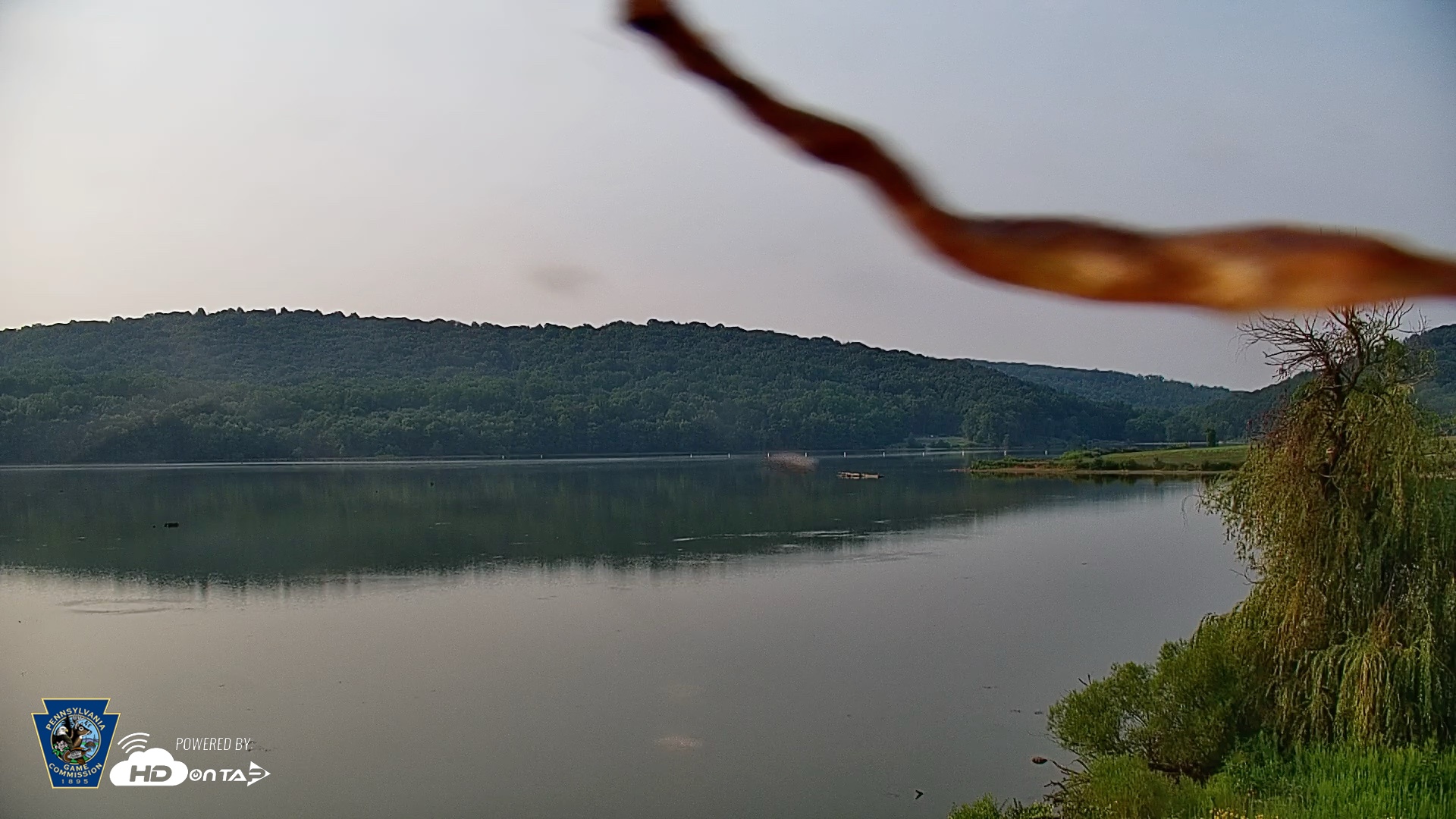 Snapshot of Pennsylvania Snow Geese Live Webcam taken Aug 14, 2026, 8:49am EDT