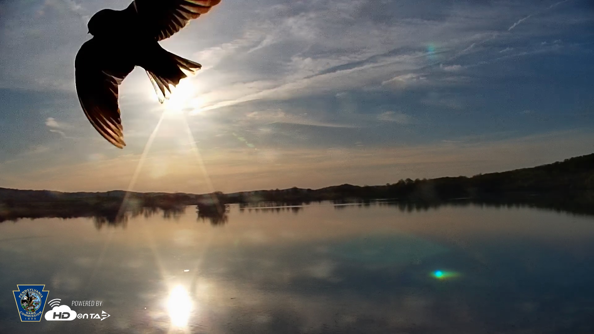 Snapshot of Pennsylvania Snow Geese Live Webcam taken Apr 23, 2025, 7:19am EDT