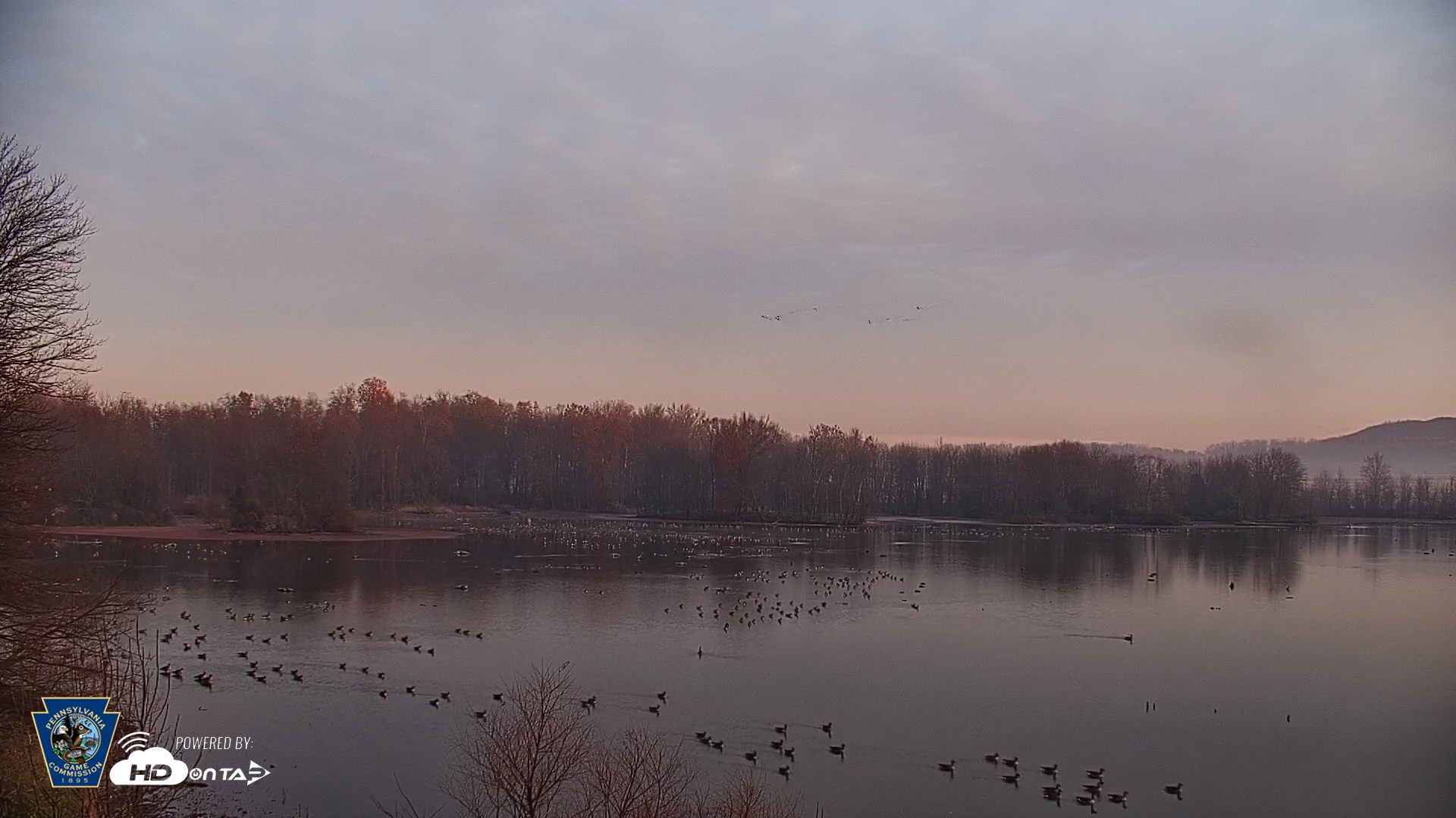 Snapshot of Pennsylvania Snow Geese Live Webcam taken Nov 20, 2025, 7:07am EST