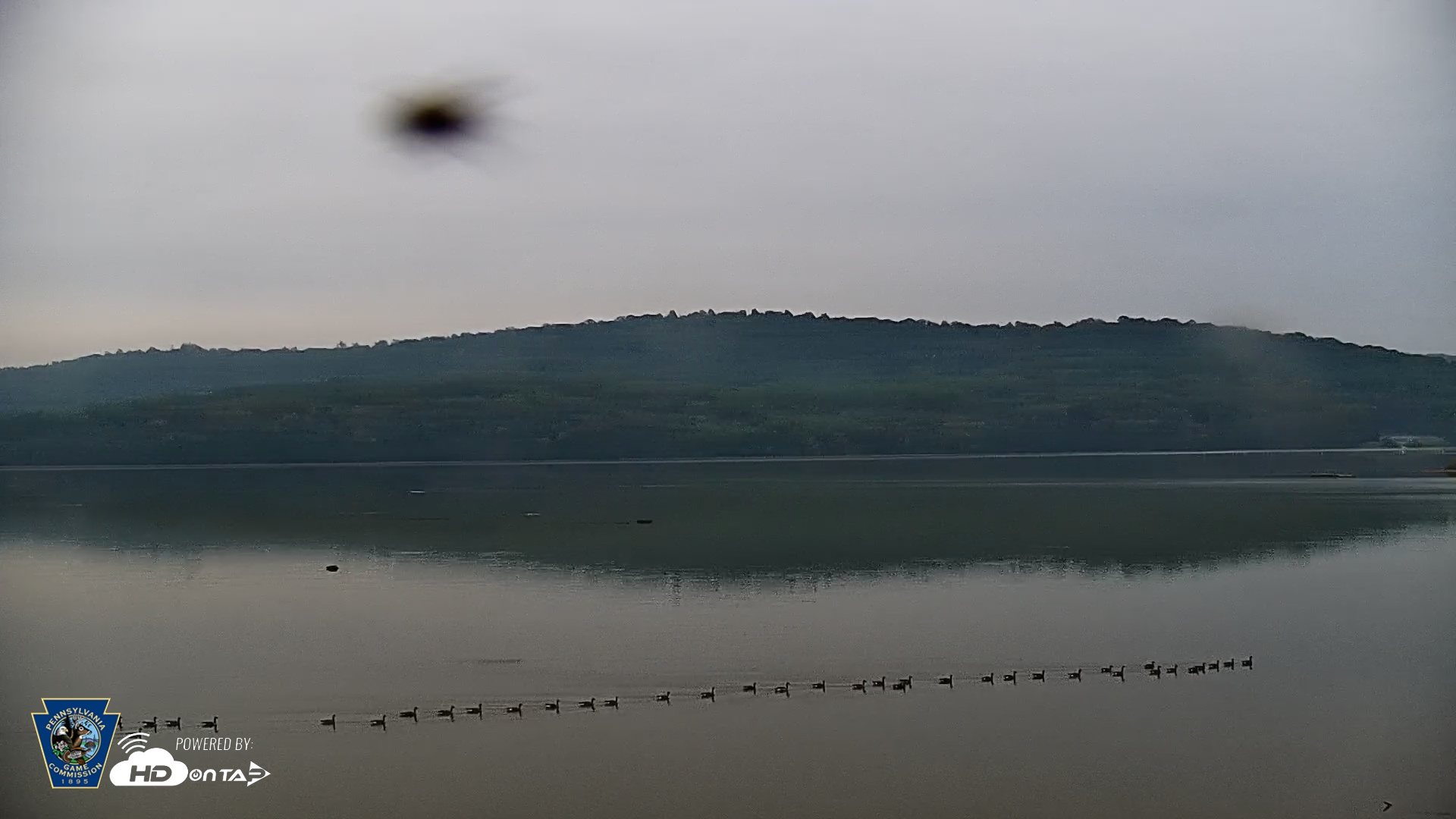 Snapshot of Pennsylvania Snow Geese Live Webcam taken Sep 30, 2025, 7:43am EDT