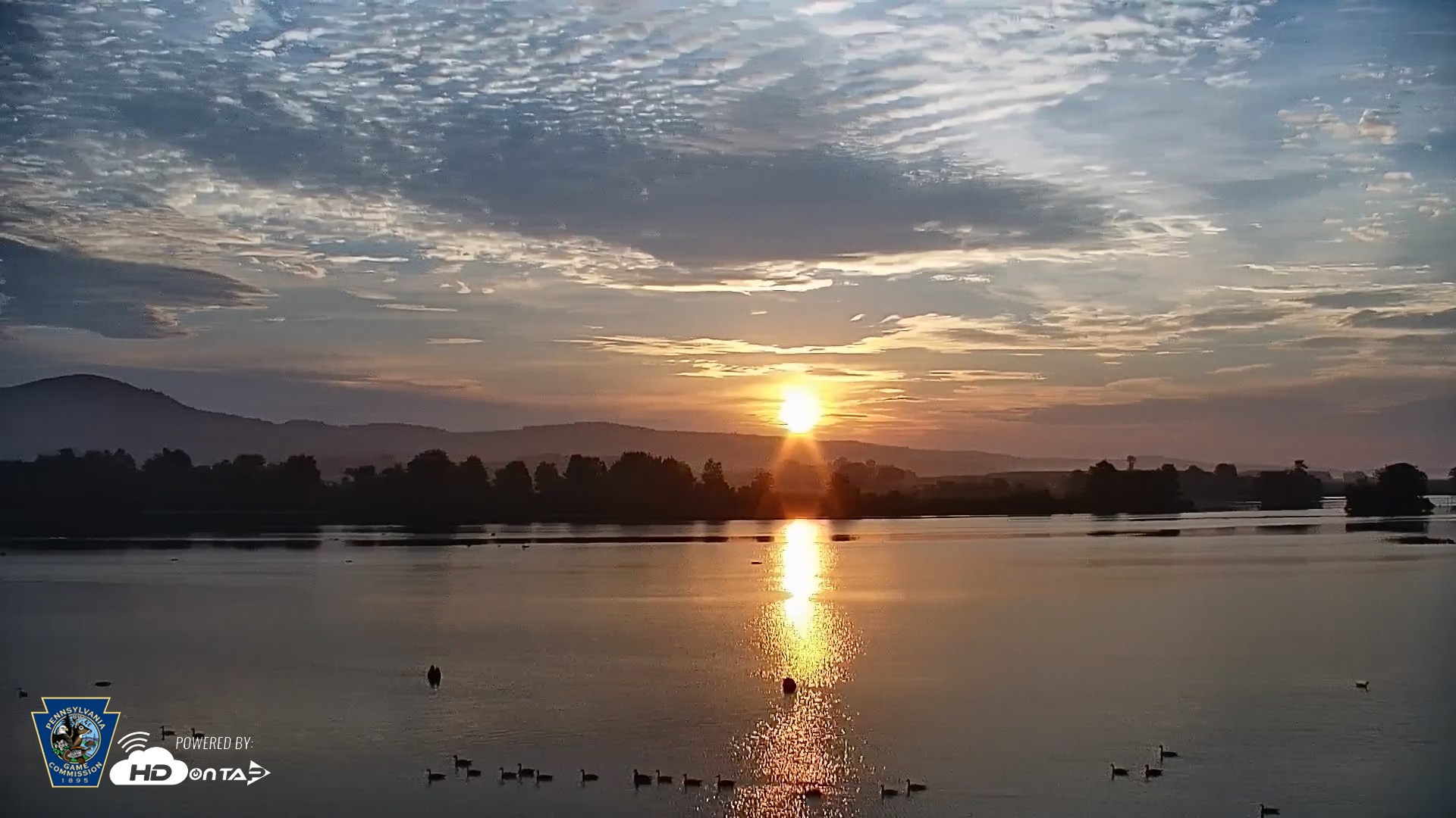 Snapshot of Pennsylvania Snow Geese Live Webcam taken Jul 11, 2026, 6:04am EDT