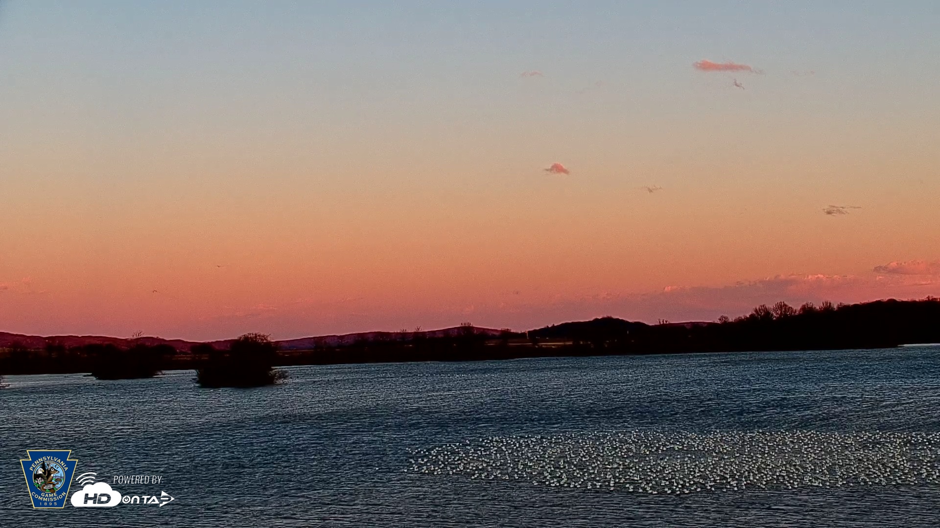Snapshot of Pennsylvania Snow Geese Live Webcam taken Mar 1, 2025, 5:53pm EST