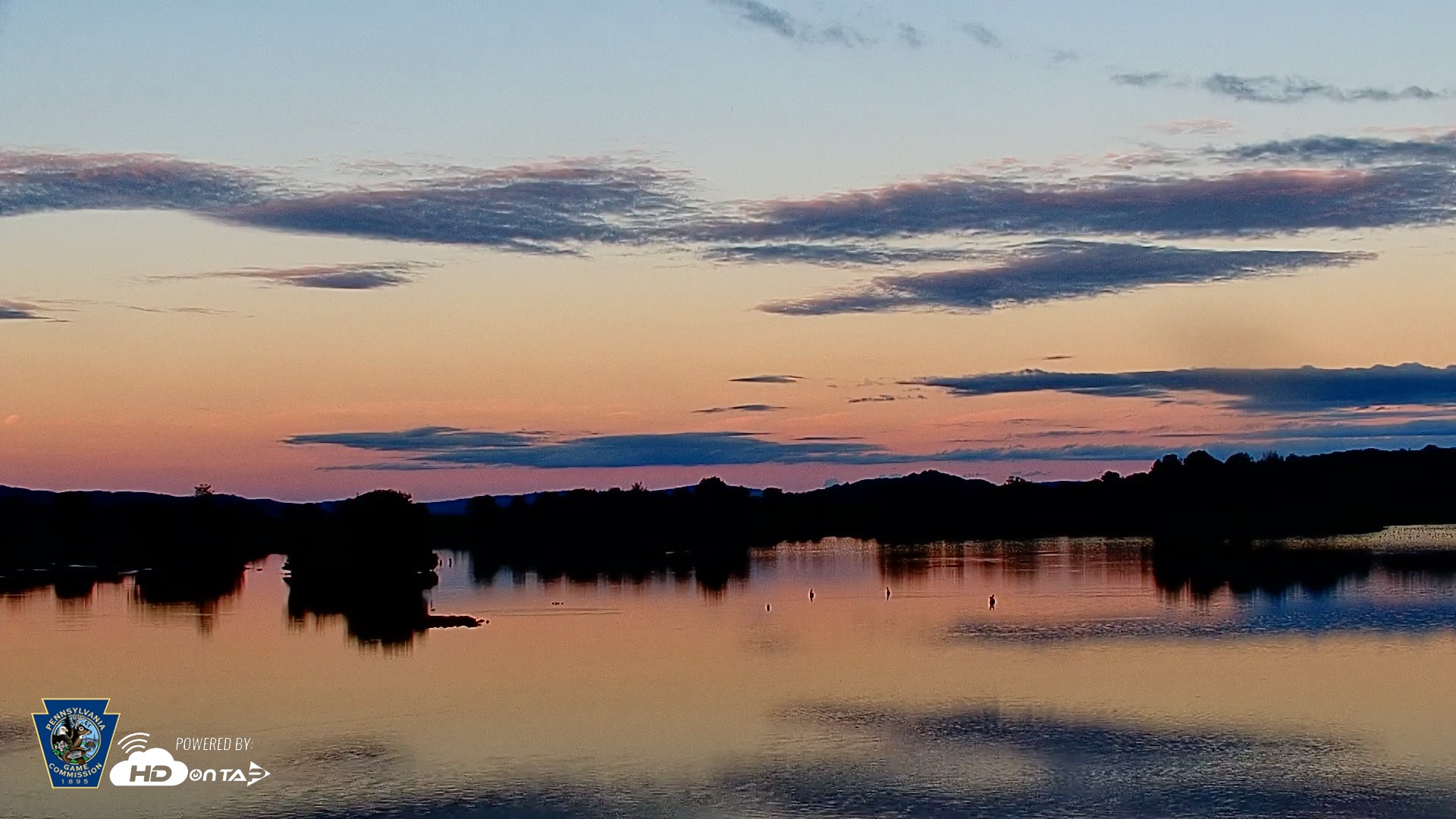 Snapshot of Pennsylvania Snow Geese Live Webcam taken Aug 21, 2025, 7:44pm EDT
