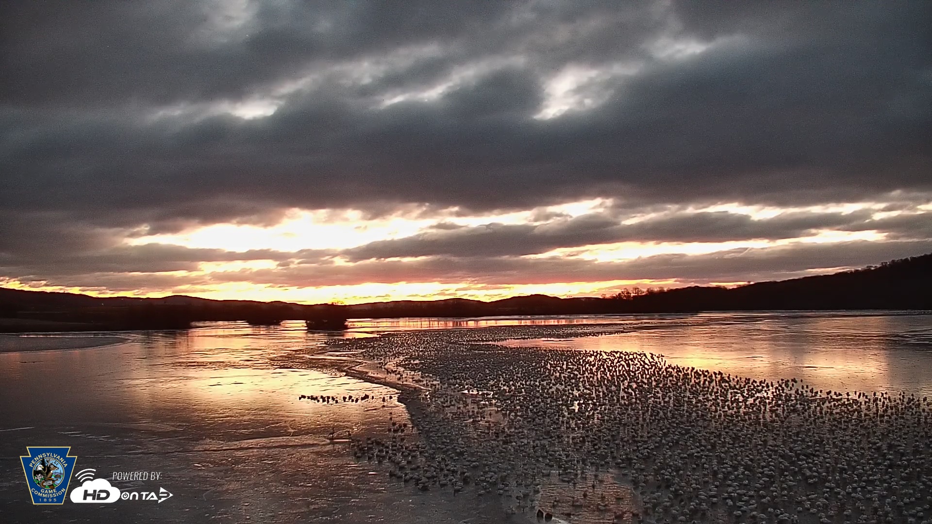 Snapshot of Pennsylvania Snow Geese Live Webcam taken Feb 21, 2025, 6:23am EST
