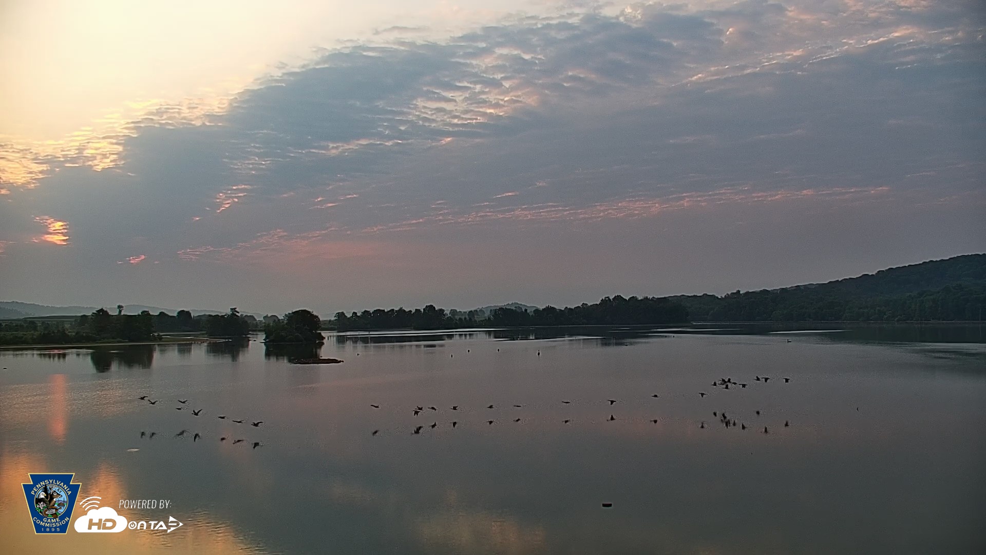 Snapshot of Pennsylvania Snow Geese Live Webcam taken Aug 12, 2026, 6:43am EDT