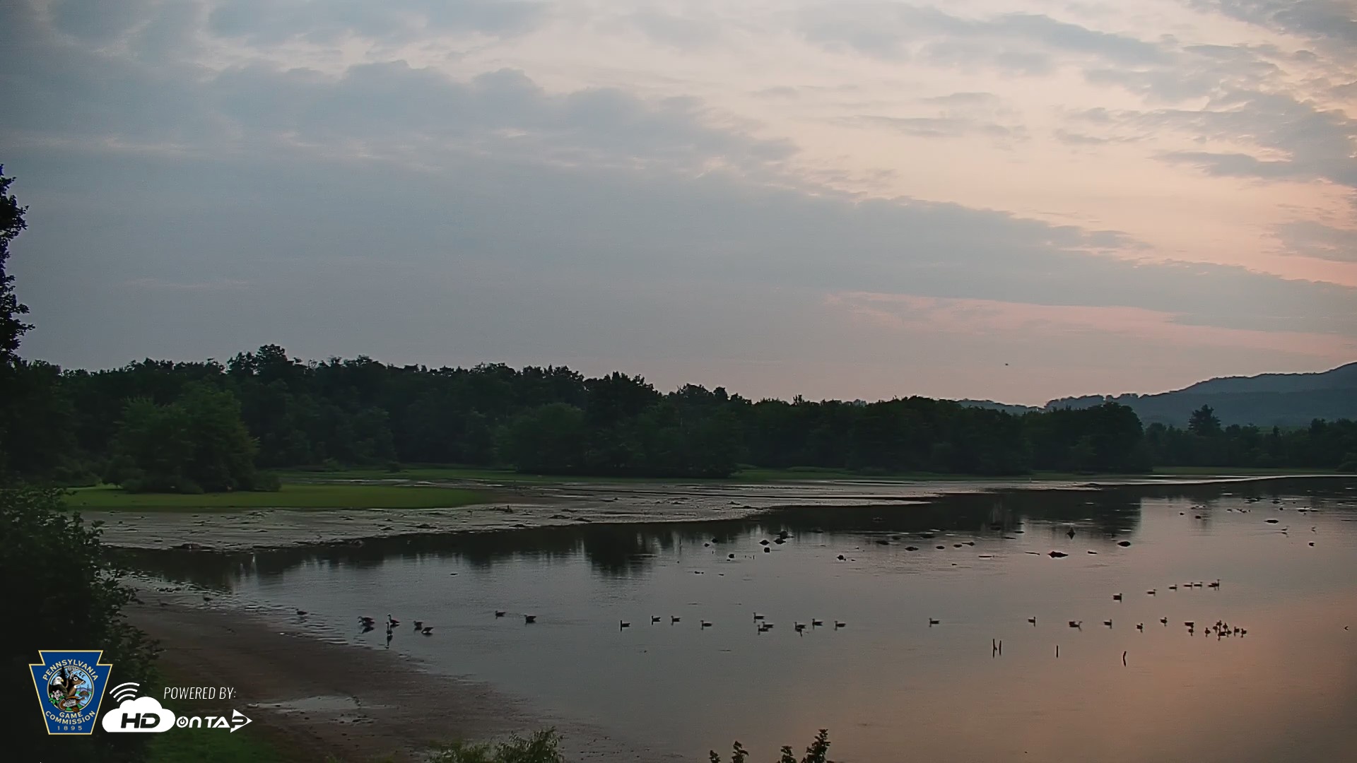 Snapshot of Pennsylvania Snow Geese Live Webcam taken Aug 12, 2026, 5:57am EDT