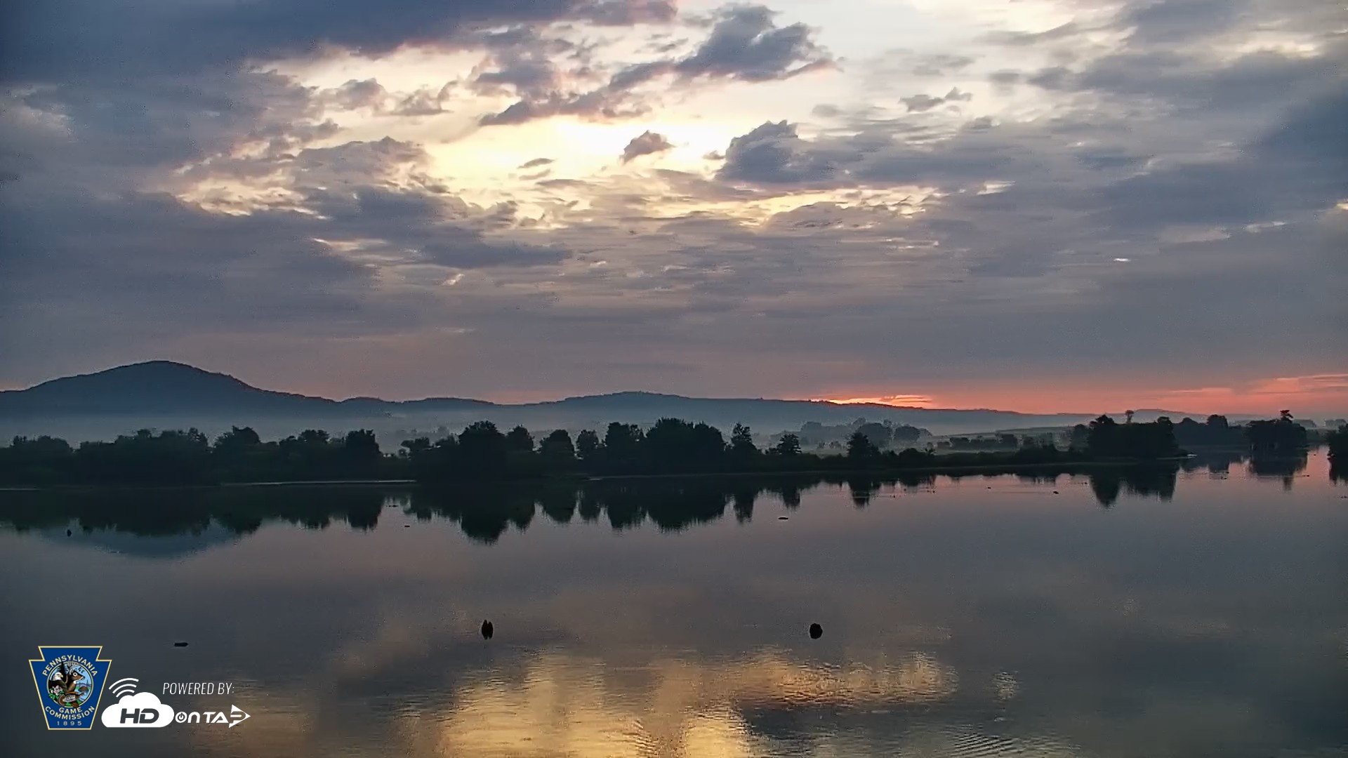 Snapshot of Pennsylvania Snow Geese Live Webcam taken Jun 26, 2026, 5:50am EDT