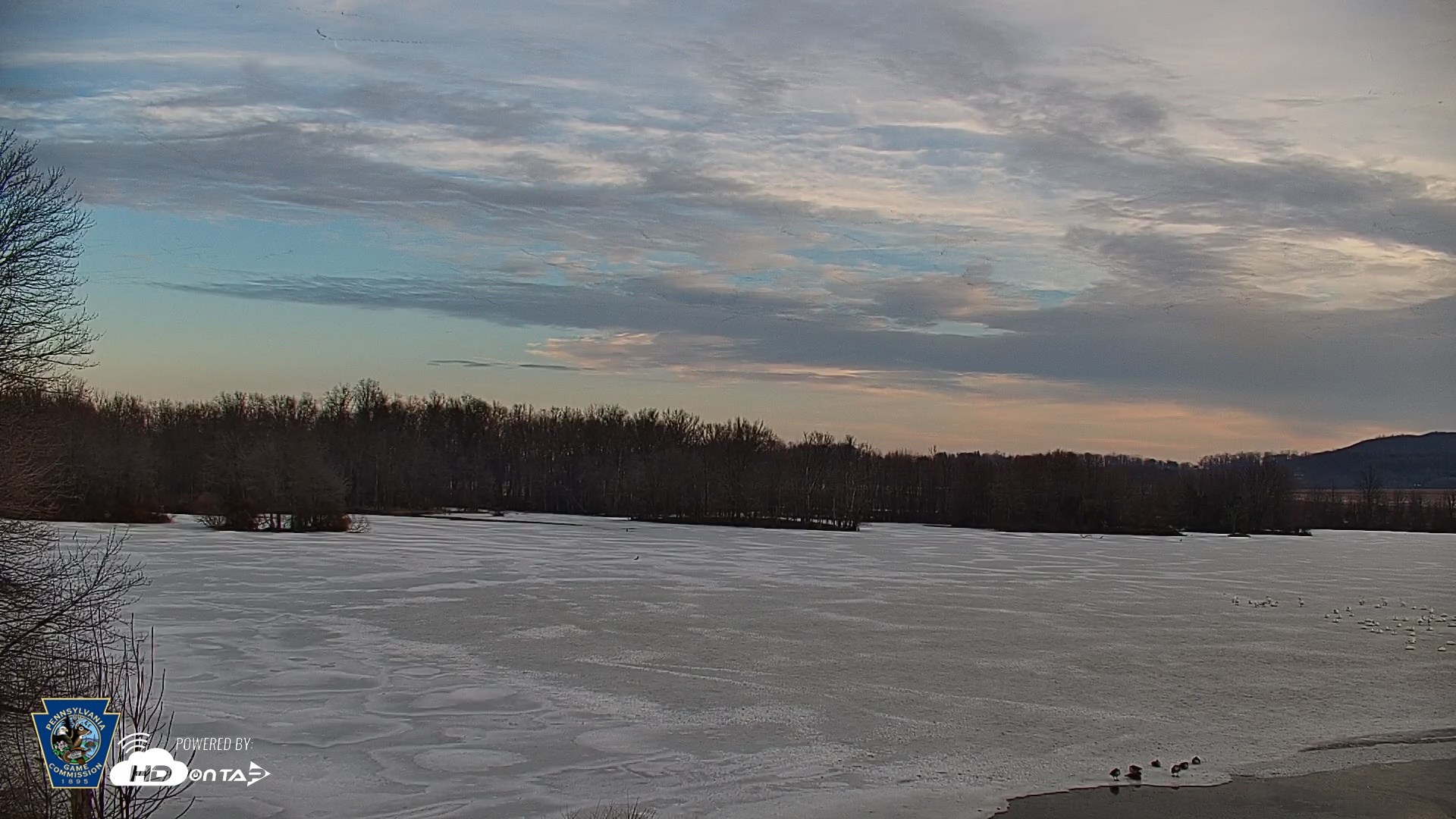 Snapshot of Pennsylvania Snow Geese Live Webcam taken Feb 26, 2026, 7:15am EST