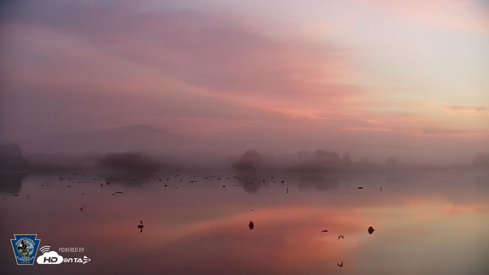 Snapshot of Pennsylvania Snow Geese Live Webcam taken Aug 9, 2026, 6:00am EDT