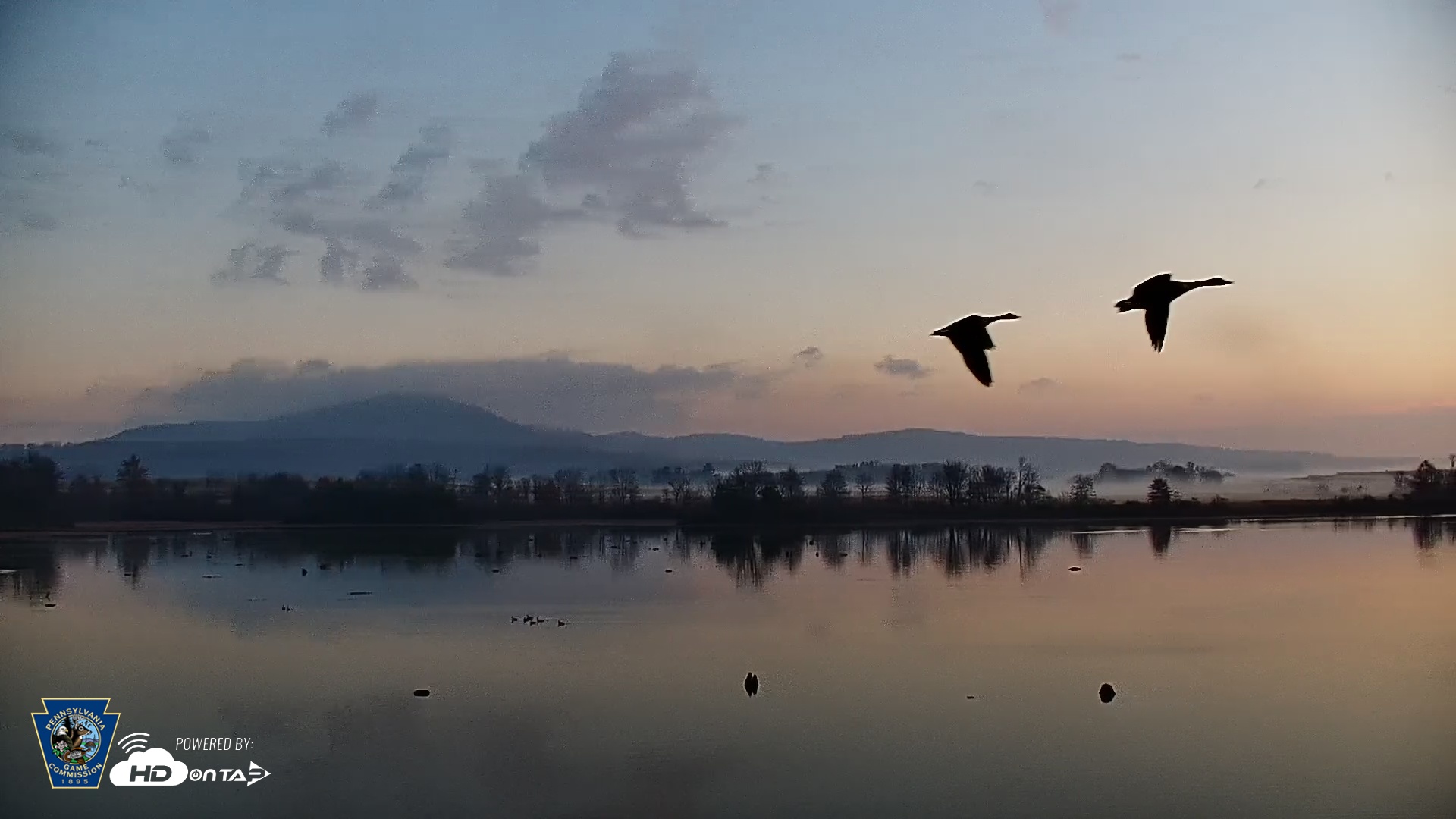 Snapshot of Pennsylvania Snow Geese Live Webcam taken Nov 8, 2025, 7:05am EST