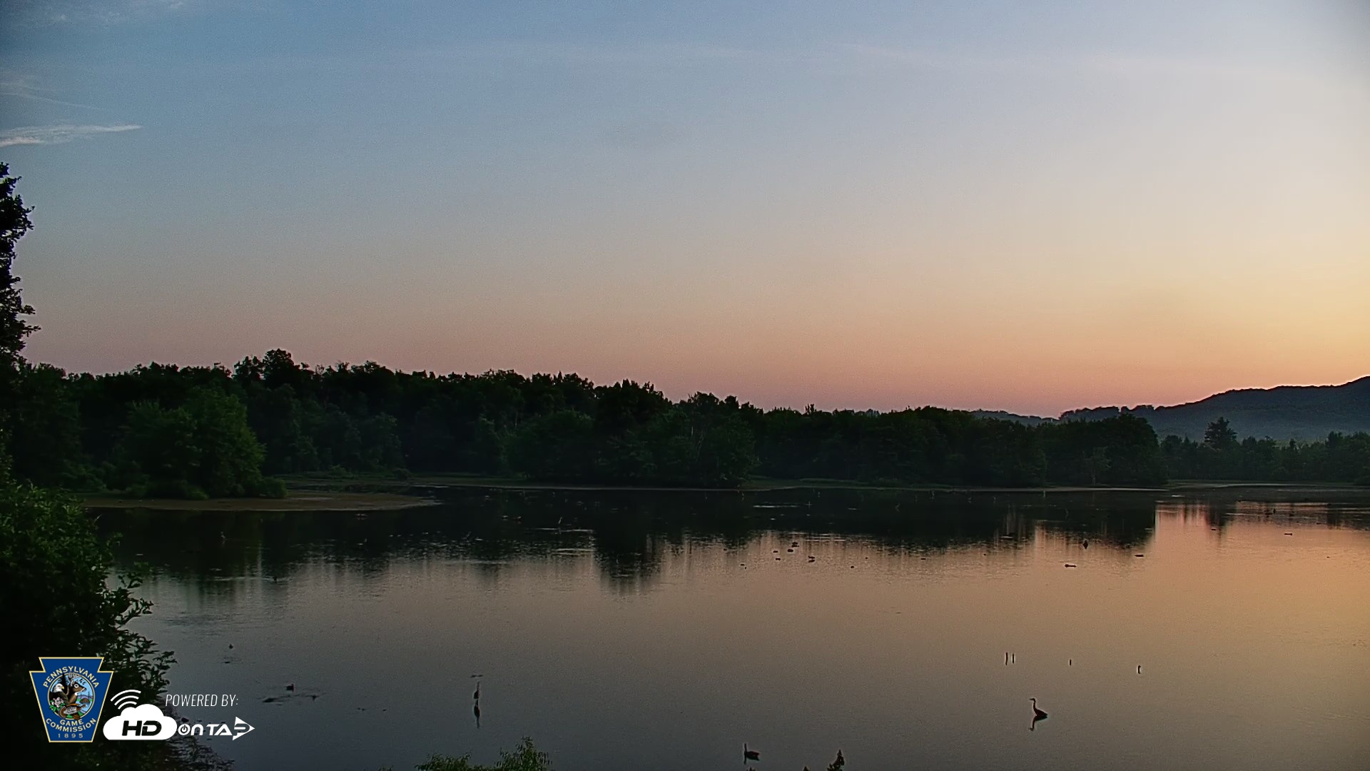 Snapshot of Pennsylvania Snow Geese Live Webcam taken Jul 12, 2026, 5:56am EDT
