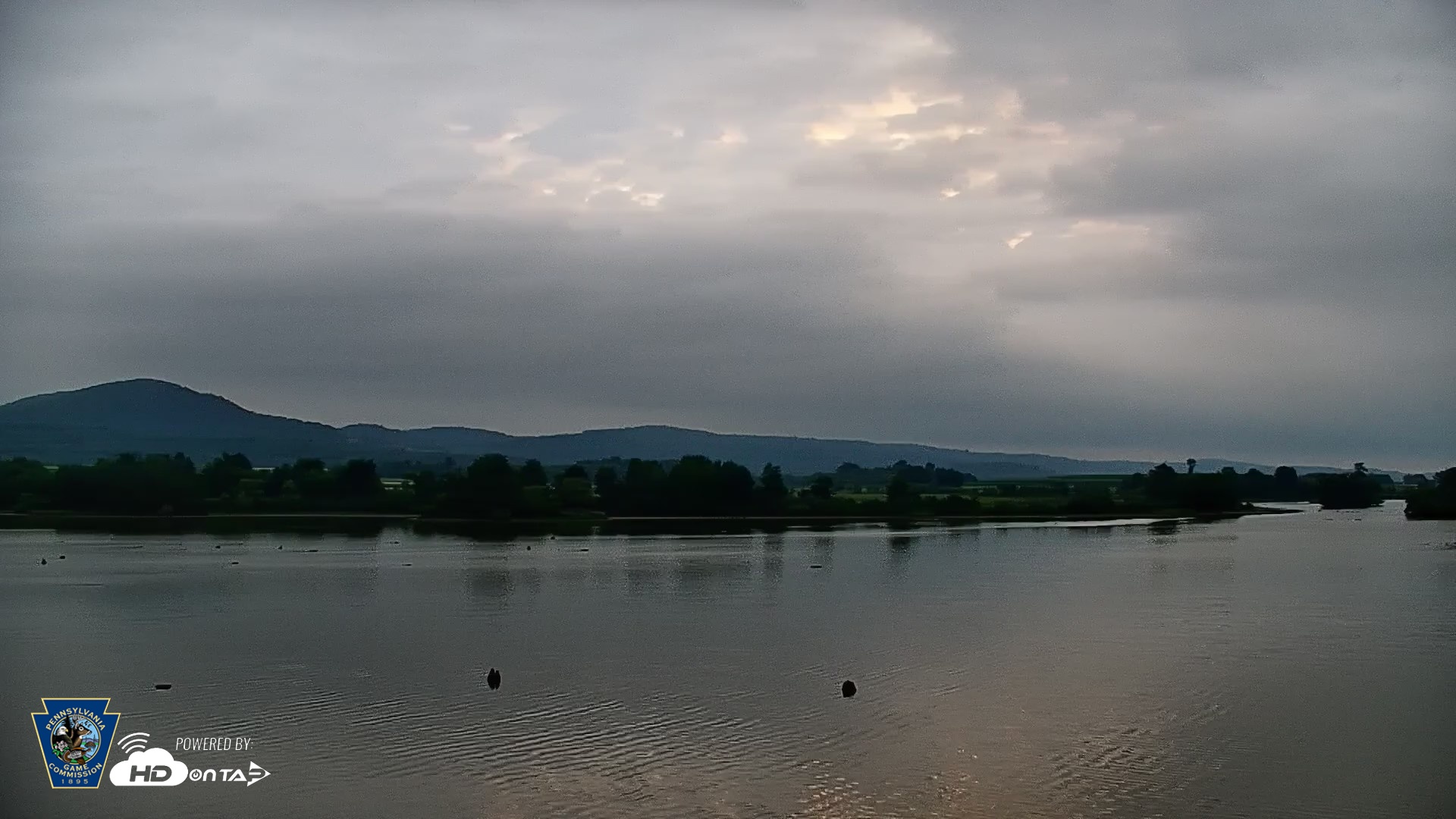 Snapshot of Pennsylvania Snow Geese Live Webcam taken Jul 9, 2026, 6:15am EDT