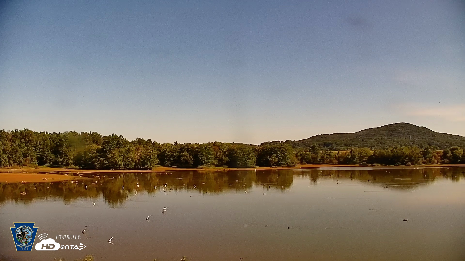 Snapshot of Pennsylvania Snow Geese Live Webcam taken Sep 8, 2026, 10:13am EDT