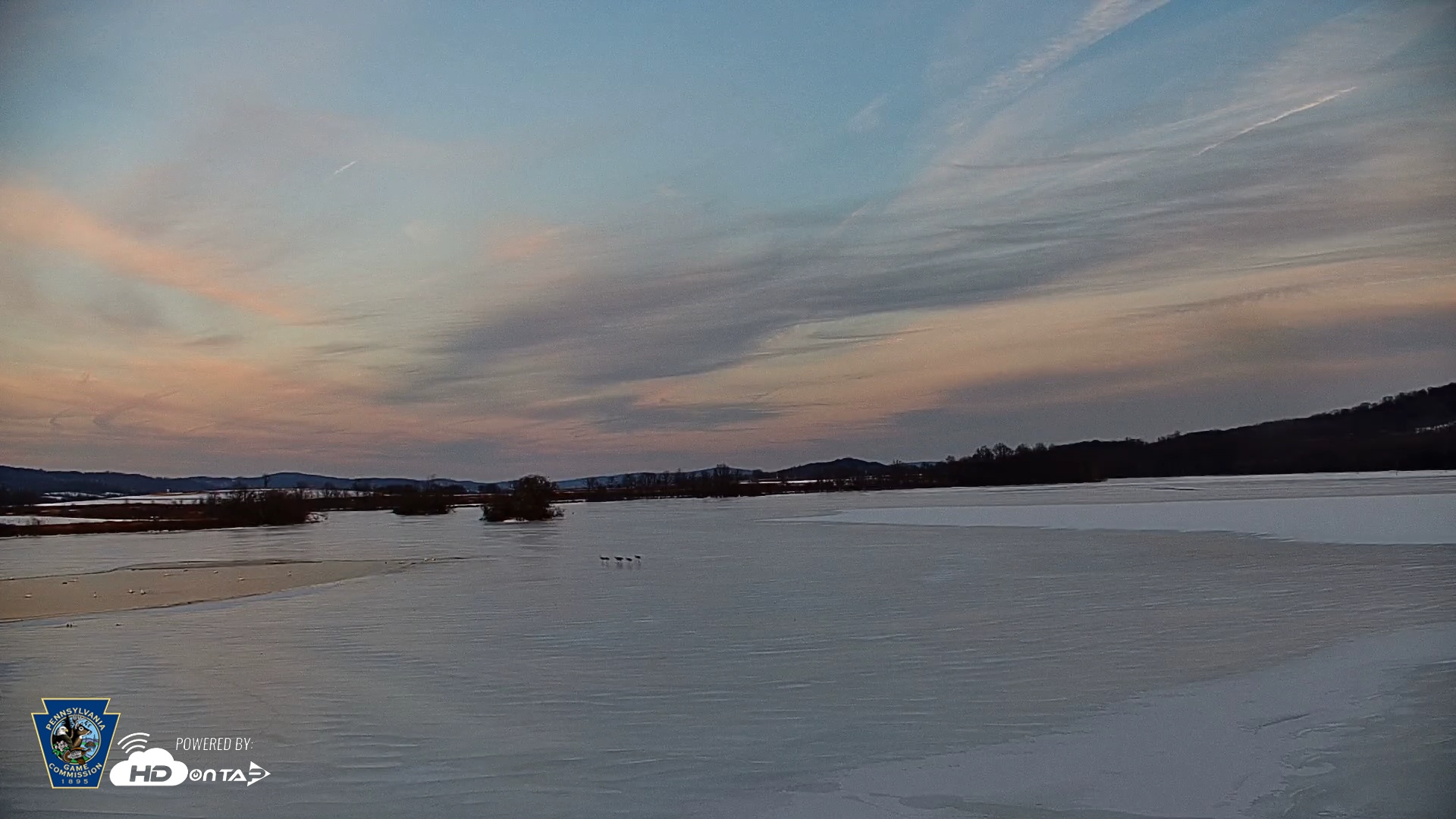 Snapshot of Pennsylvania Snow Geese Live Webcam taken Feb 4, 2026, 5:11pm EST