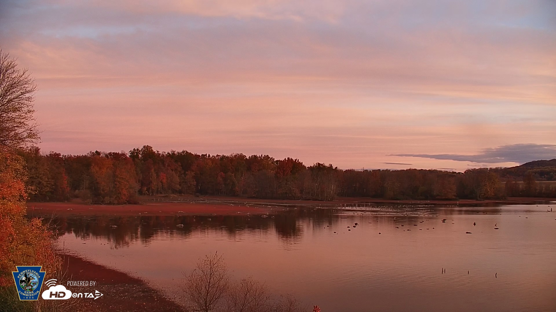 Snapshot of Pennsylvania Snow Geese Live Webcam taken Nov 1, 2025, 7:33am EDT