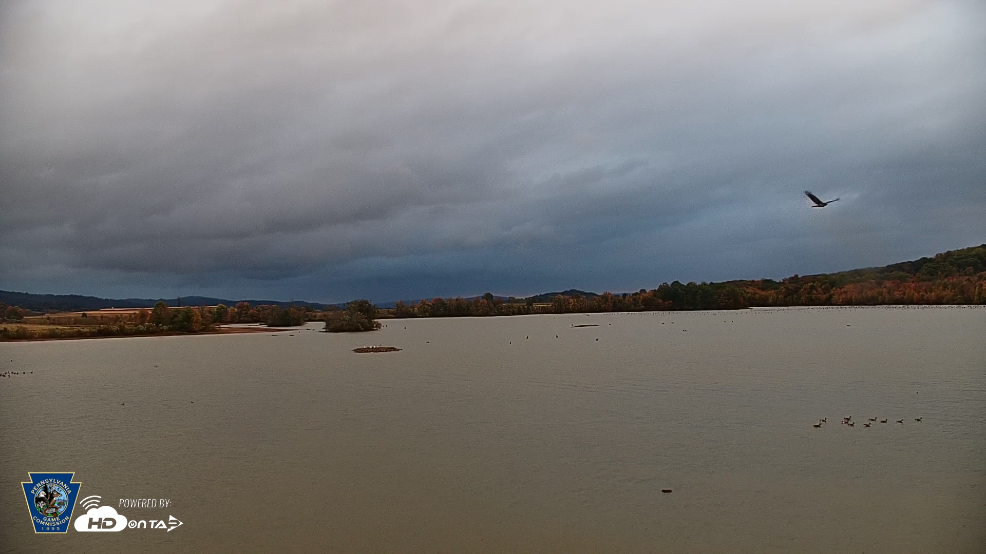 Snapshot of Pennsylvania Snow Geese Live Webcam taken Oct 20, 2025, 7:42am EDT