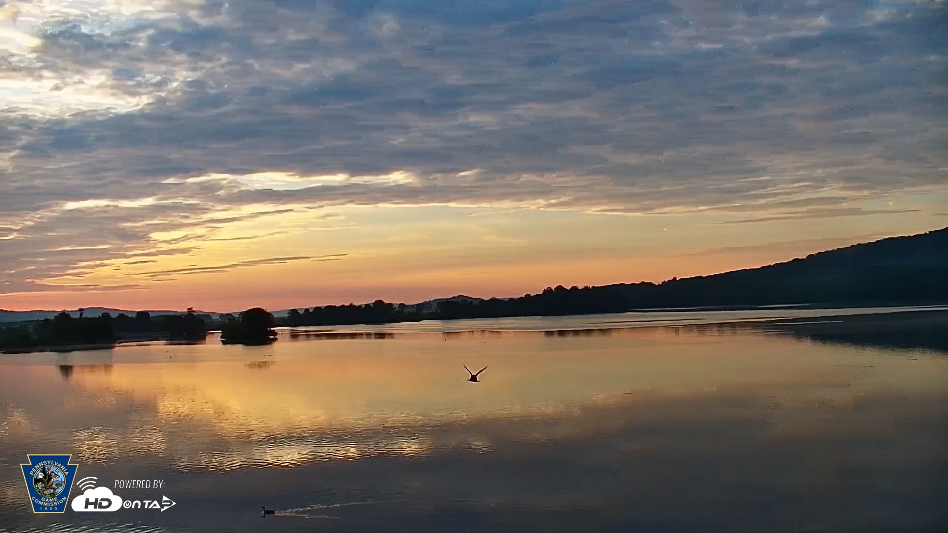 Snapshot of Pennsylvania Snow Geese Live Webcam taken Jun 6, 2026, 5:55am EDT