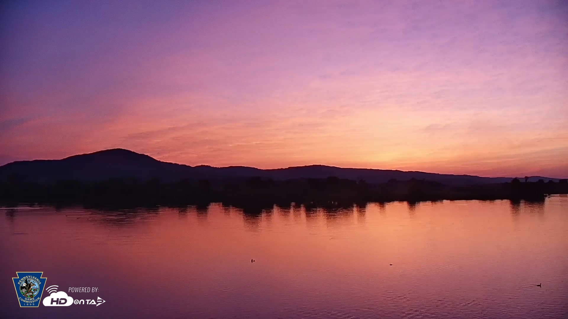 Snapshot of Pennsylvania Snow Geese Live Webcam taken May 17, 2026, 5:35am EDT