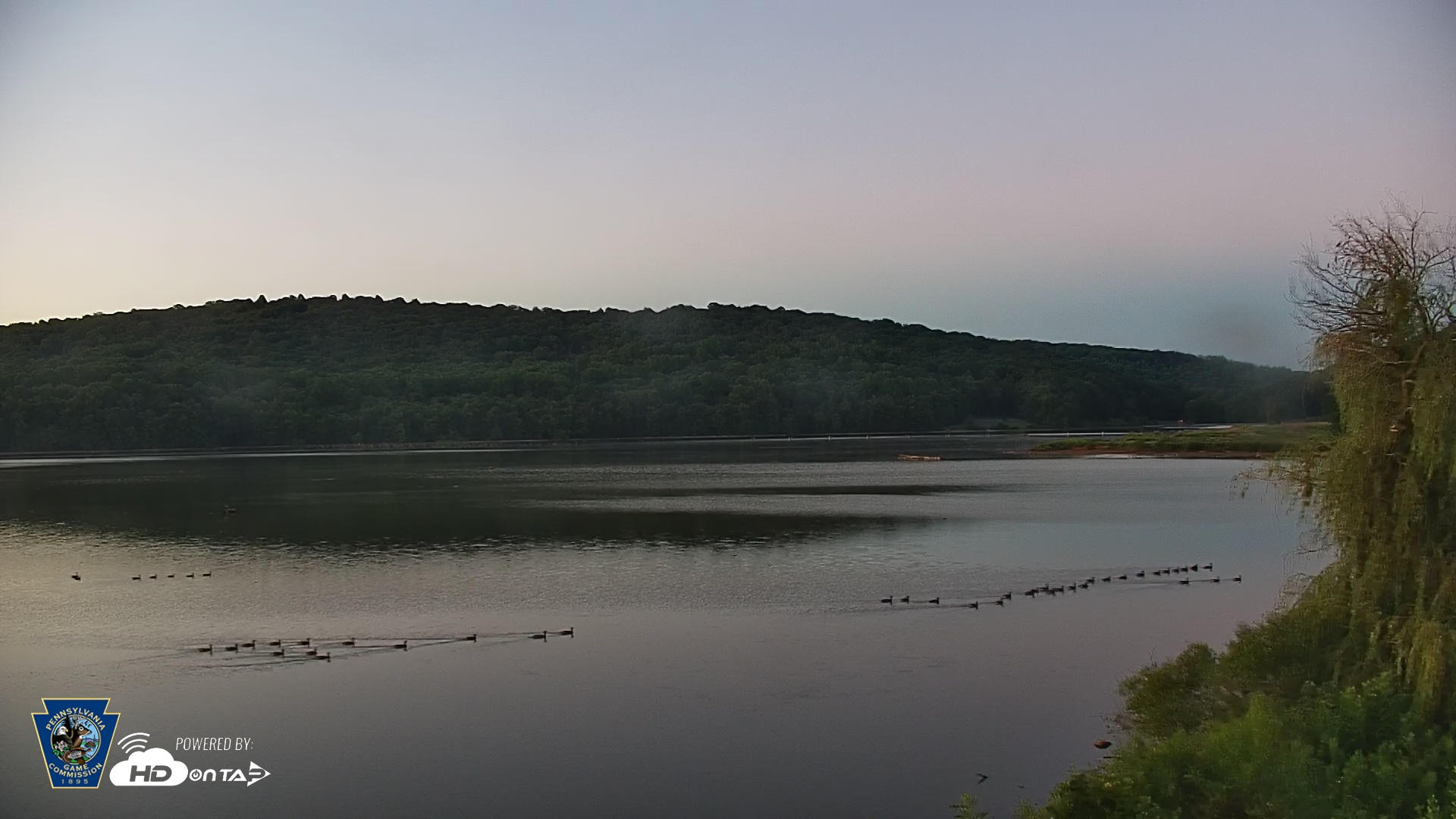 Snapshot of Pennsylvania Snow Geese Live Webcam taken Aug 31, 2025, 6:23am EDT