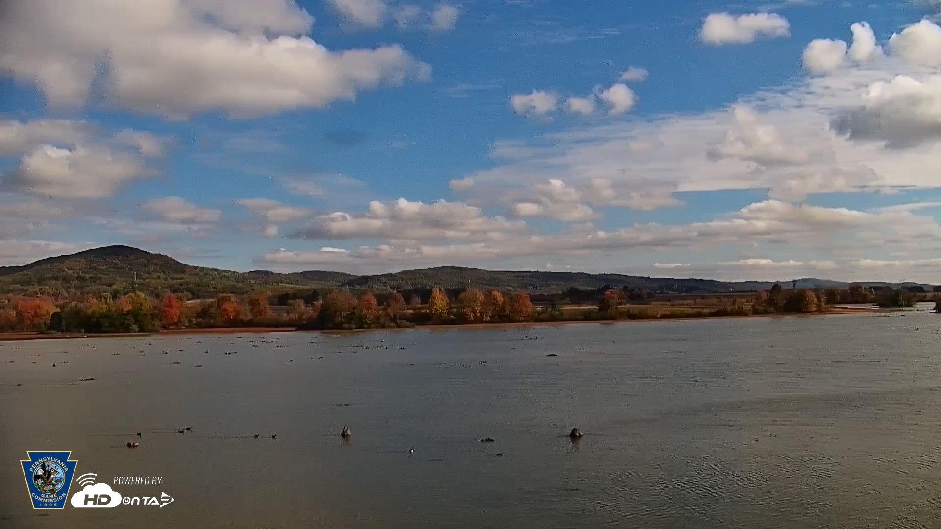 Snapshot of Pennsylvania Snow Geese Live Webcam taken Oct 24, 2025, 11:05am EDT