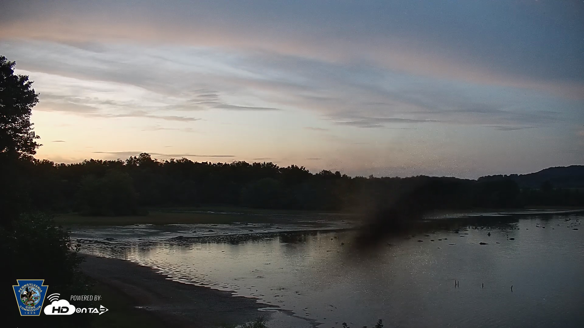 Snapshot of Pennsylvania Snow Geese Live Webcam taken Aug 26, 2026, 8:10pm EDT