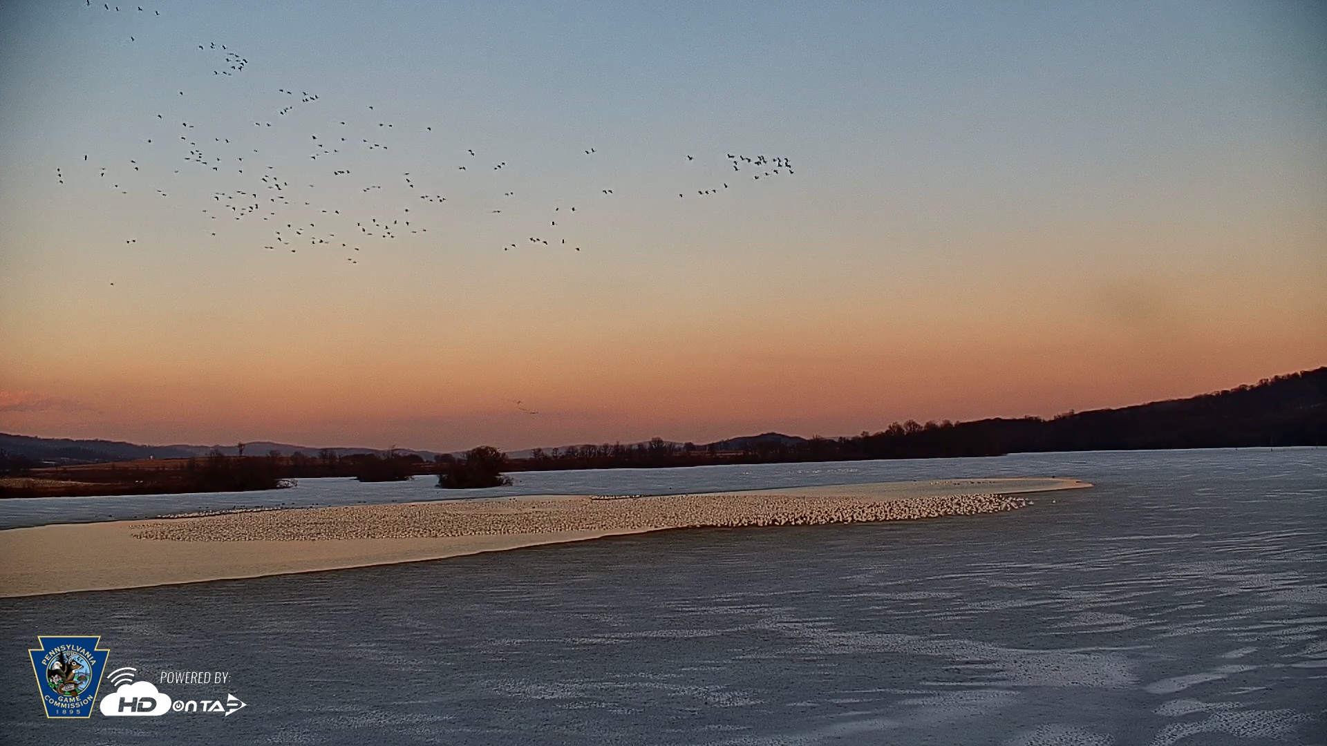 Snapshot of Pennsylvania Snow Geese Live Webcam taken Feb 25, 2026, 5:32pm EST