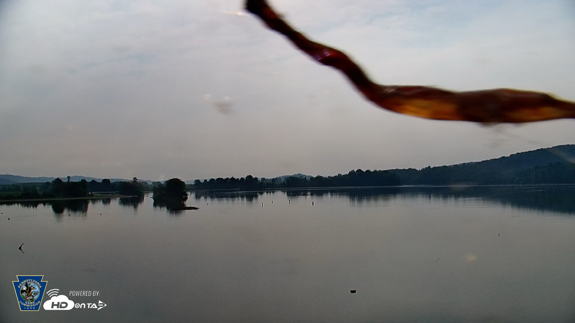 Snapshot of Pennsylvania Snow Geese Live Webcam taken Aug 14, 2026, 8:49am EDT